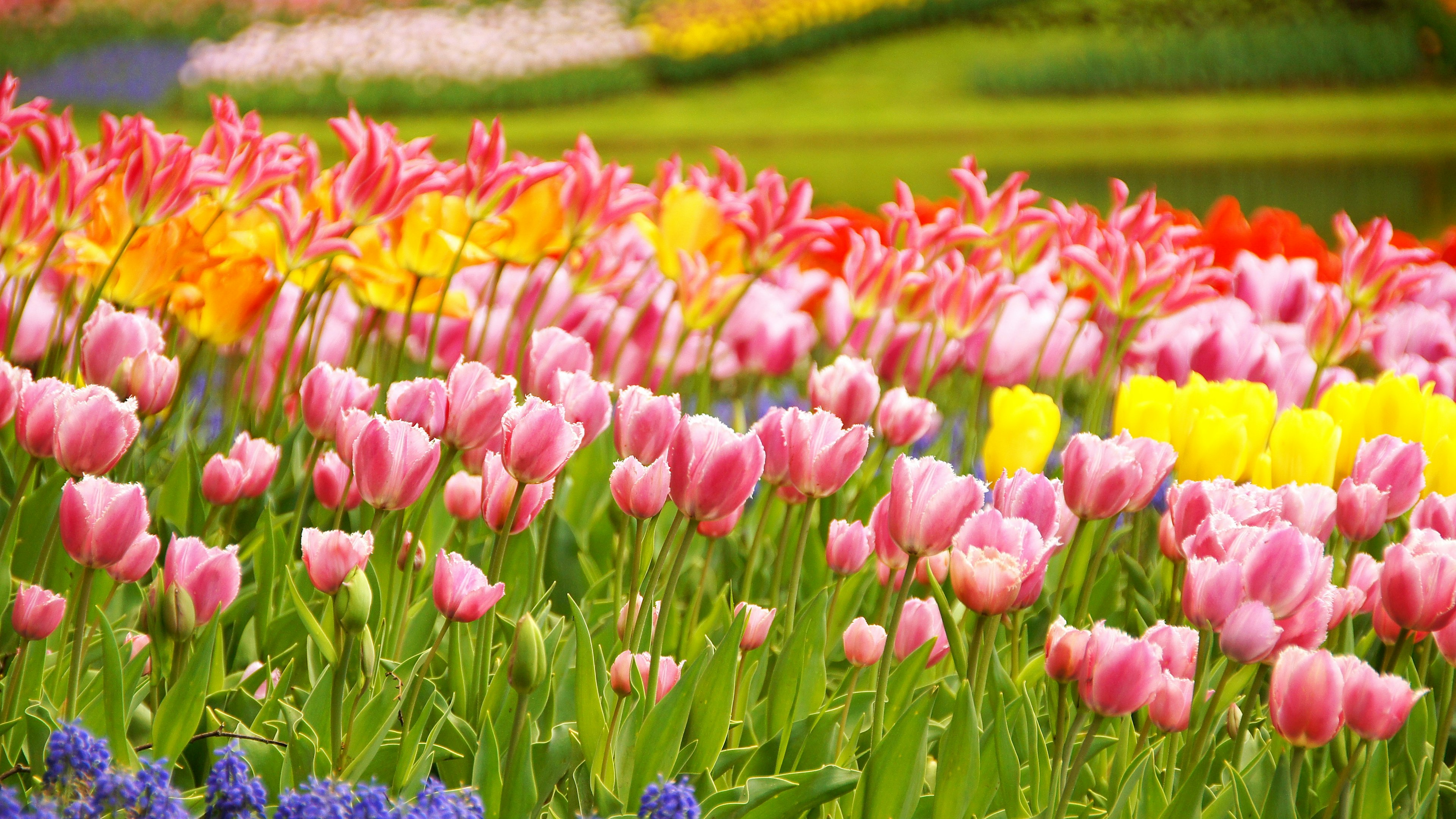 Lebhafter Garten voller bunter Tulpen und Blumen