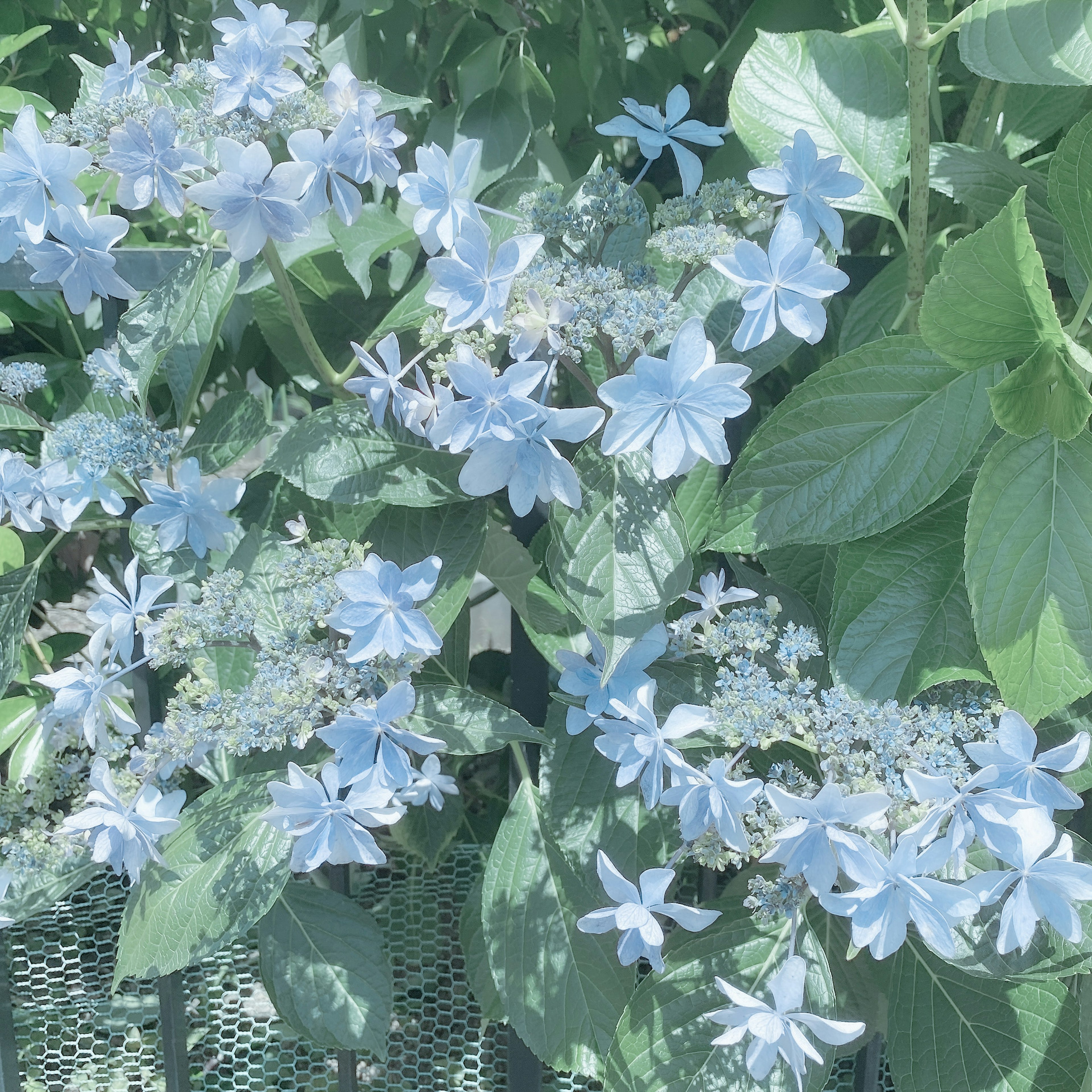 Groupe de fleurs bleues délicates entourées de feuilles vertes luxuriantes