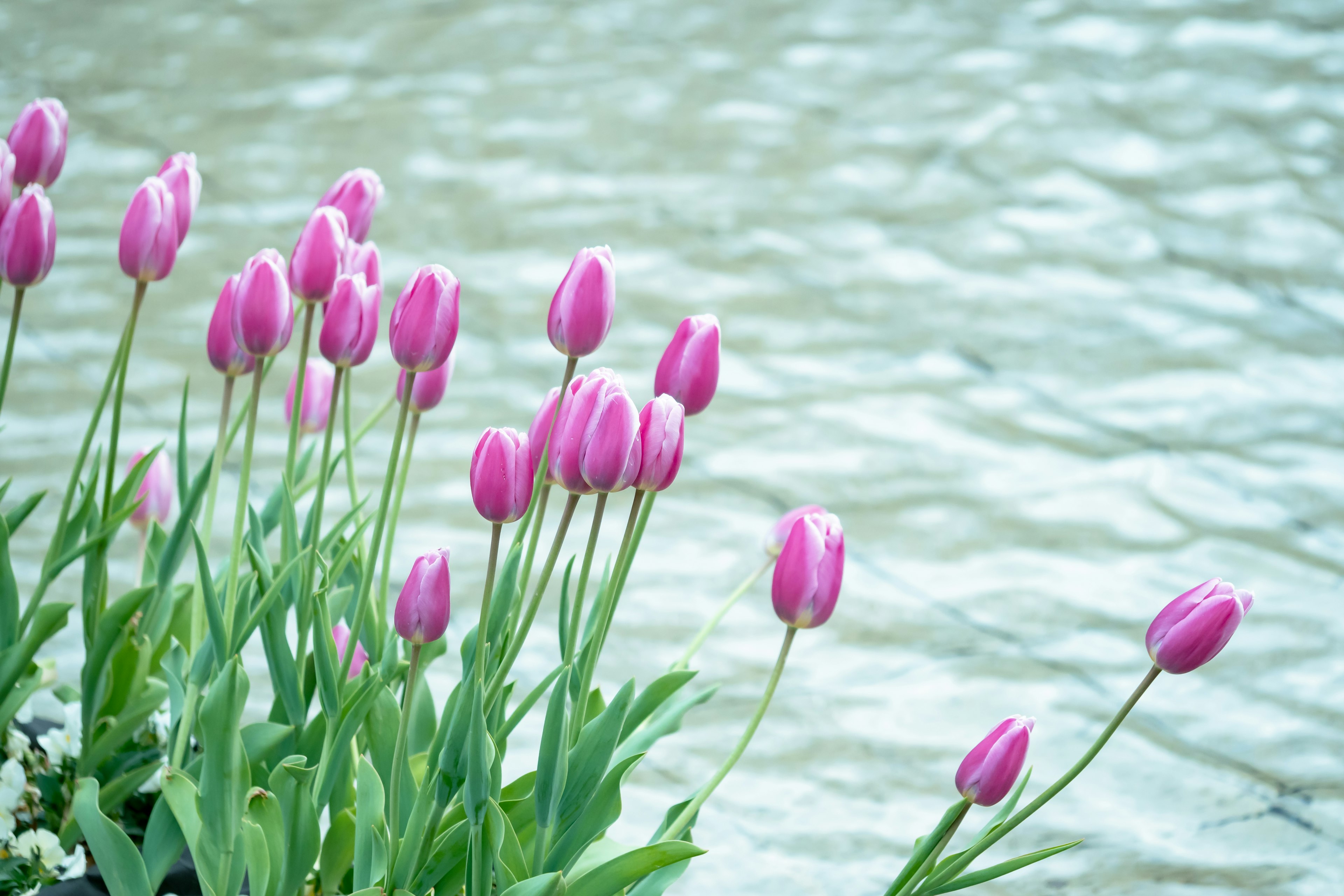 Tulipes roses en fleurs au bord de l'eau