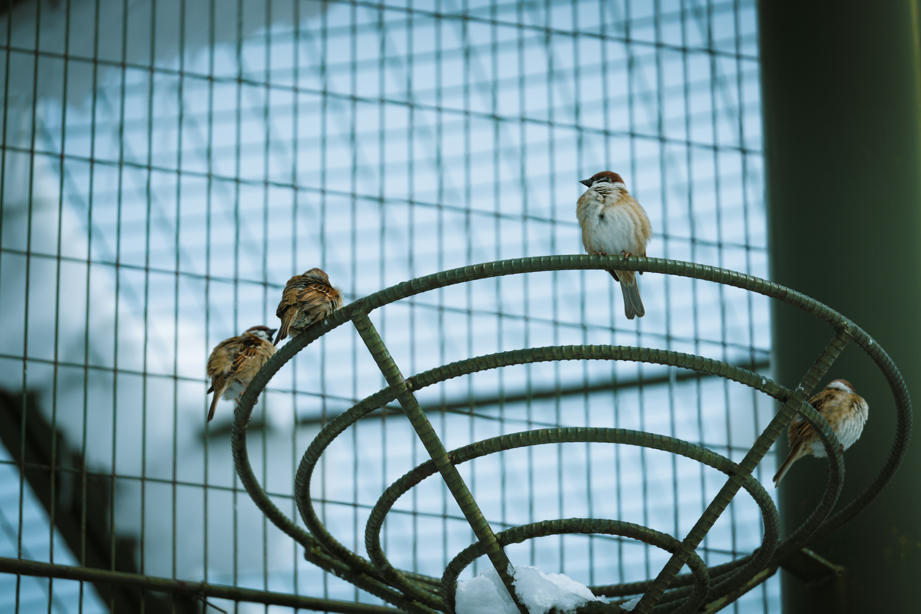 Varios pájaros pequeños posados dentro de una jaula para pájaros