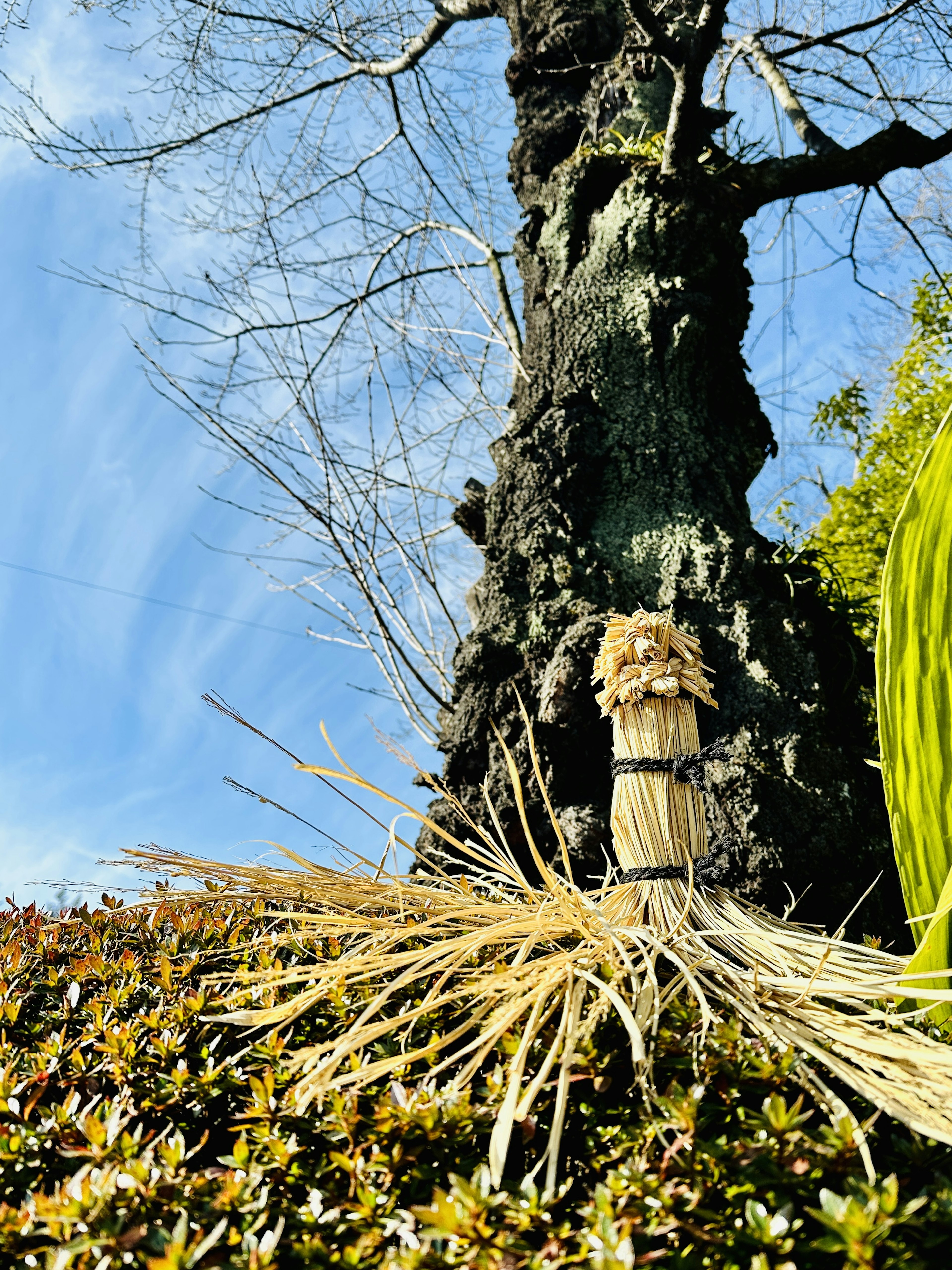 Un paisaje hermoso con un árbol viejo y hierba decorativa