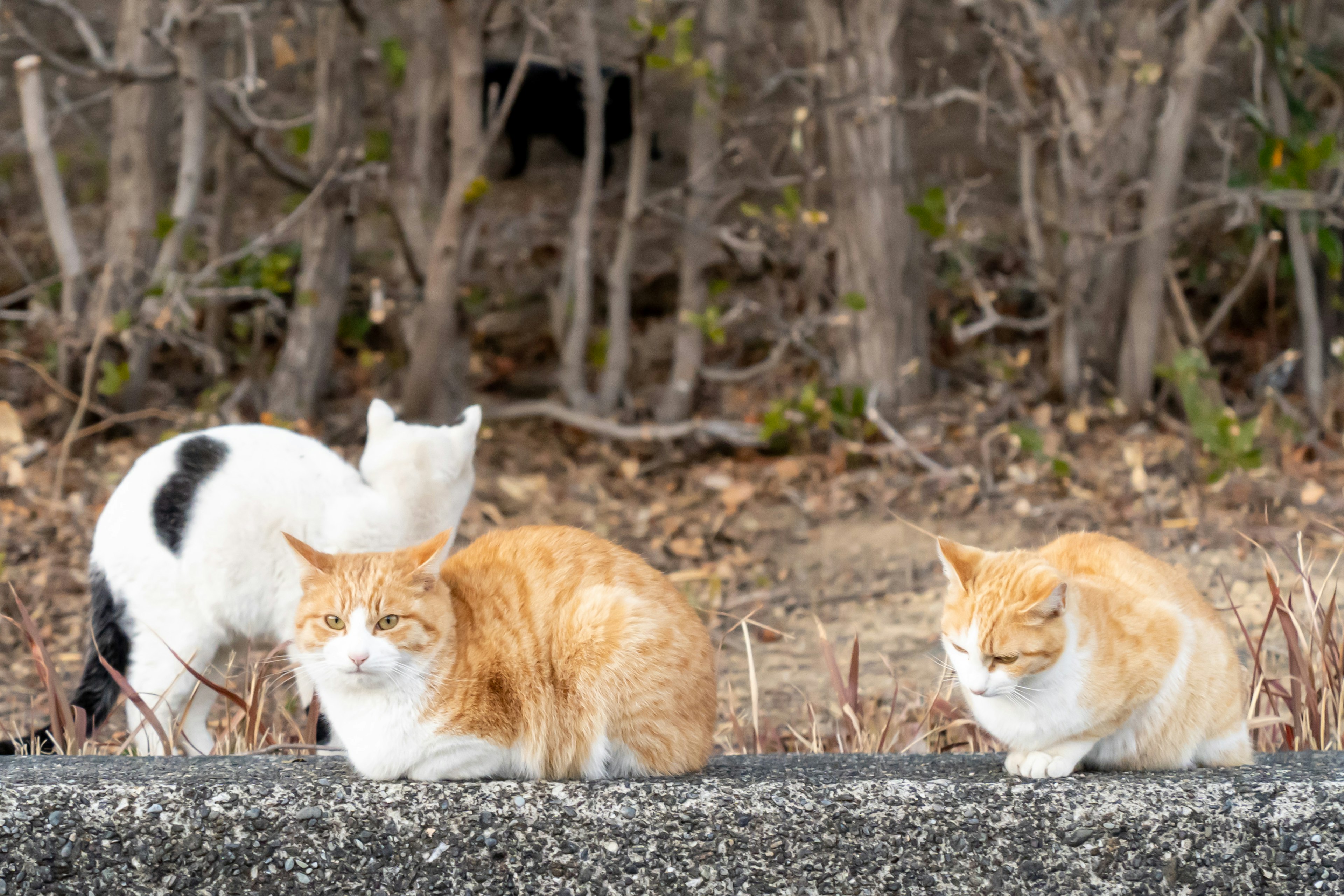 Trois chats se reposant sur un mur en pierre deux chats oranges et un chat noir et blanc dans un cadre naturel