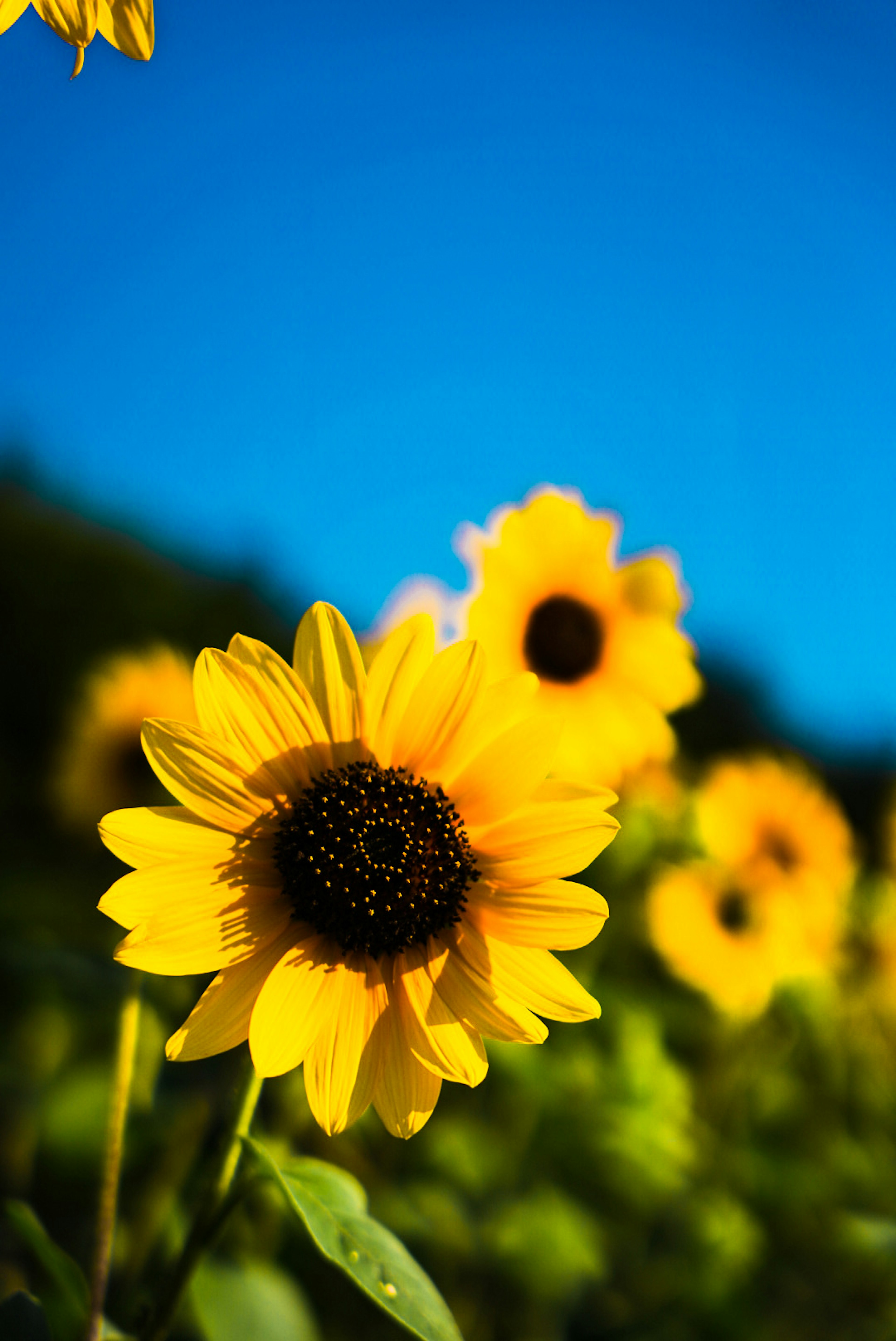 青空の下に咲く明るいヒマワリの花々