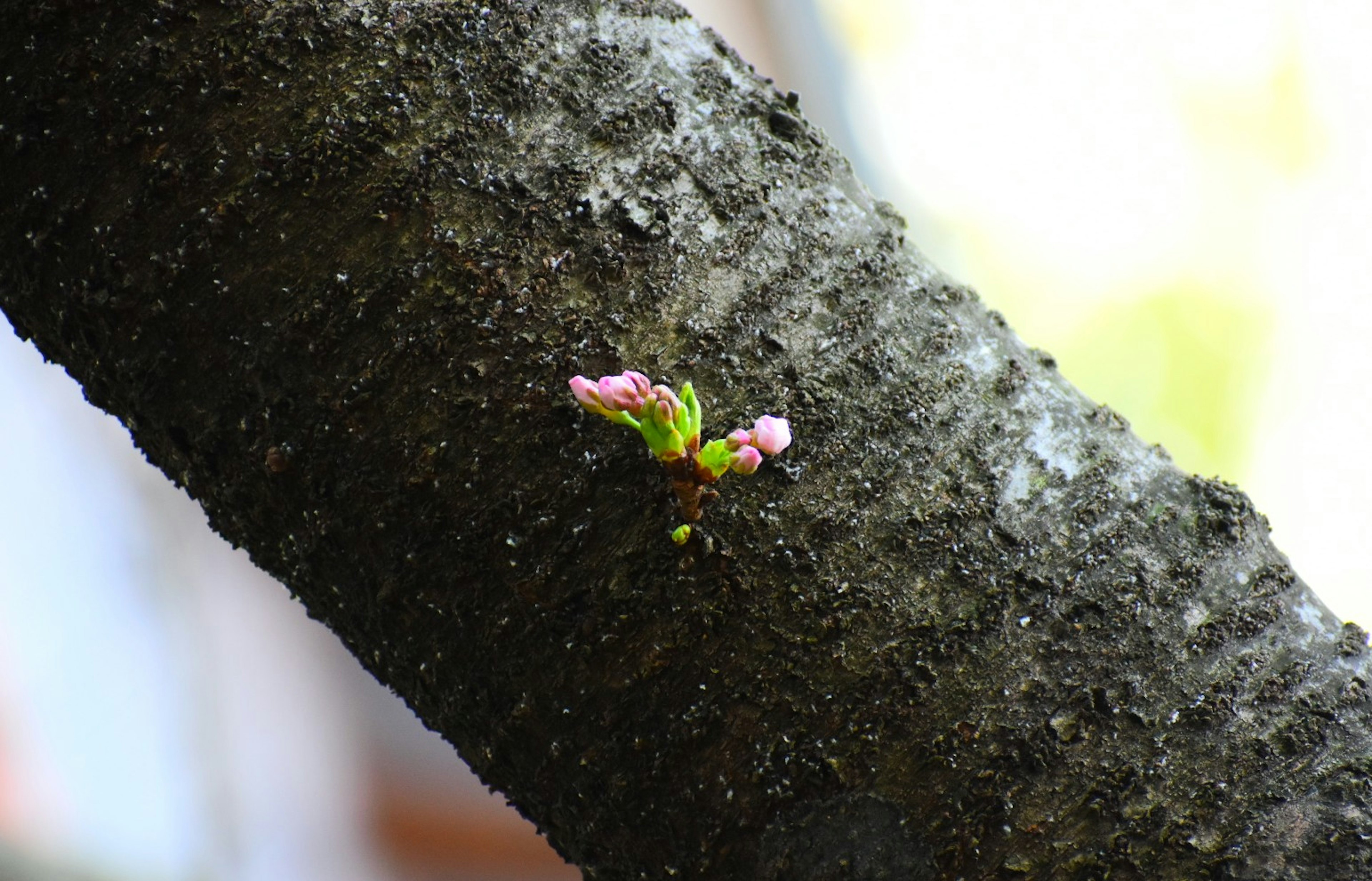 Pink flower bud and new leaves on a tree trunk