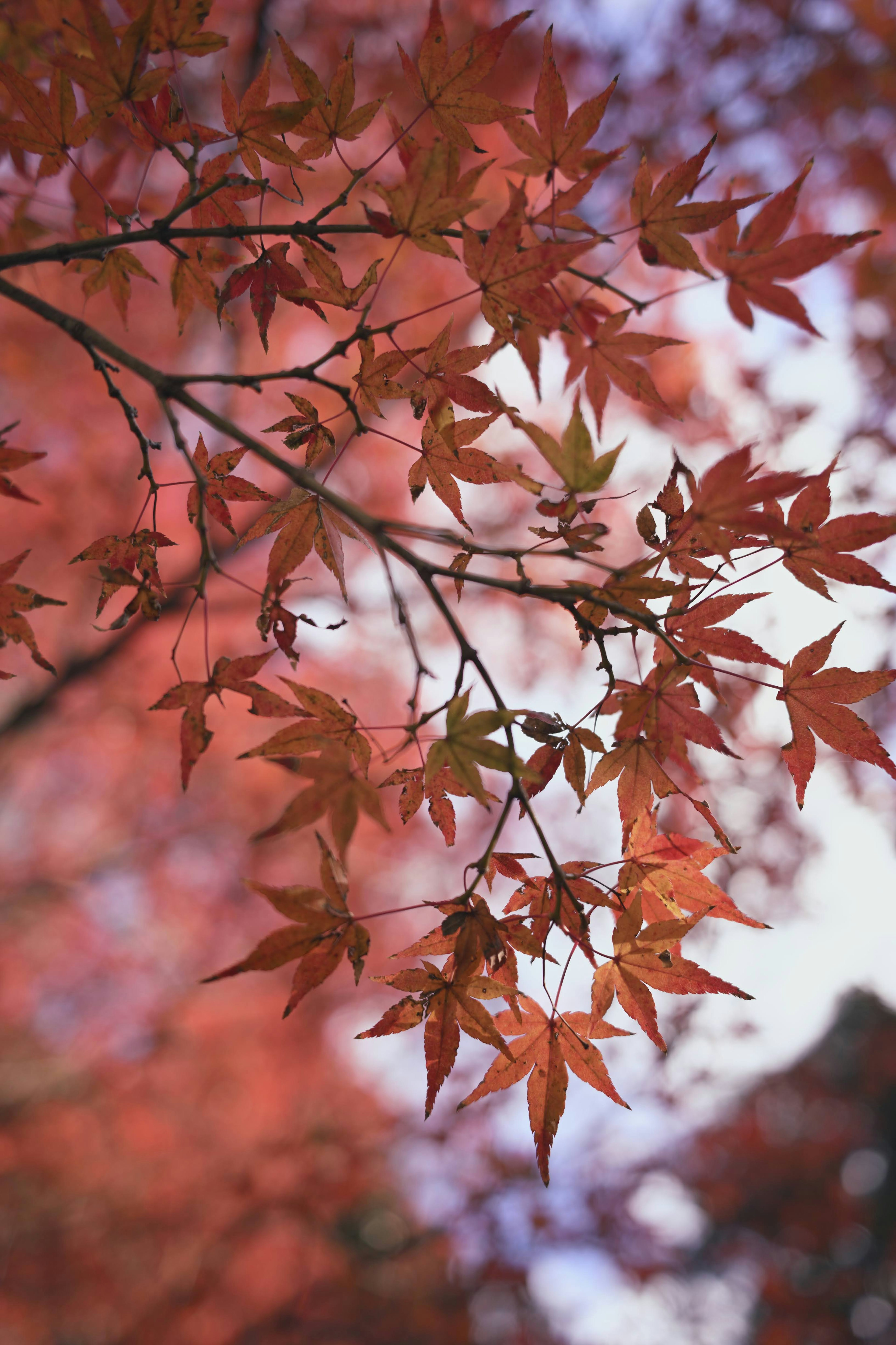 Maple leaves in vibrant red and orange hues against a blue sky