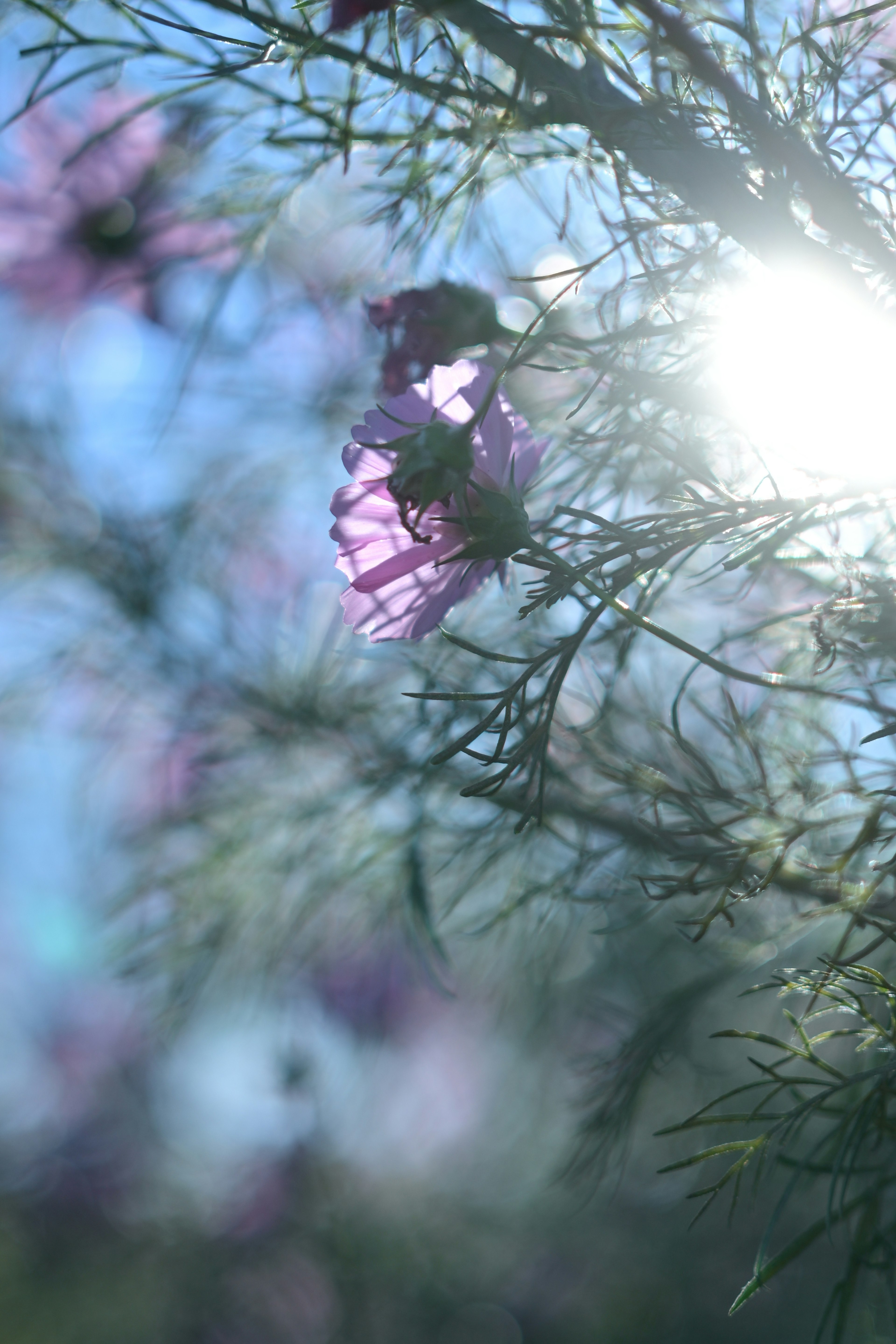 Flores moradas floreciendo suavemente en el fondo con la luz del sol filtrándose