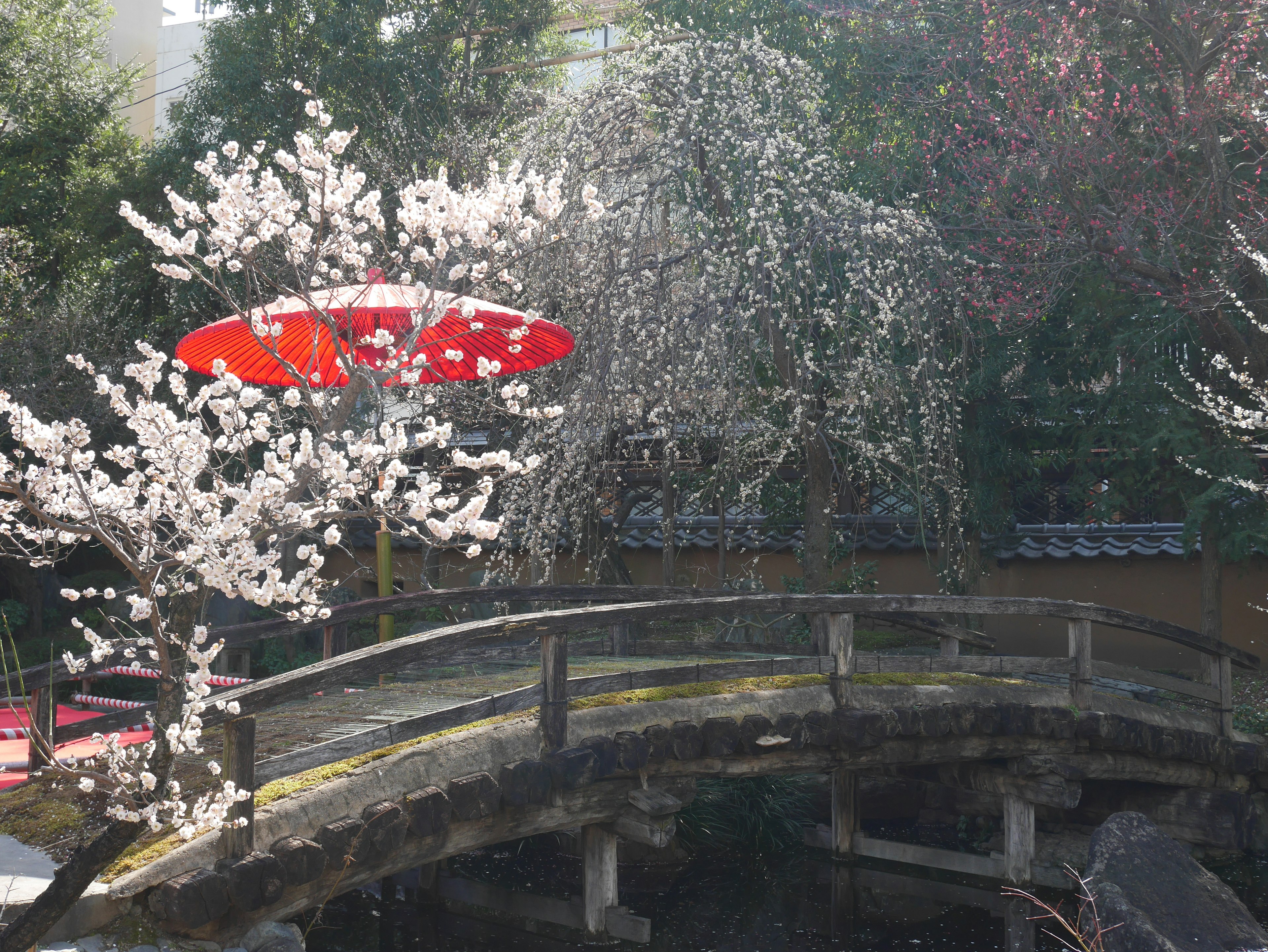 Escena de jardín japonés con cerezos en flor y un paraguas rojo