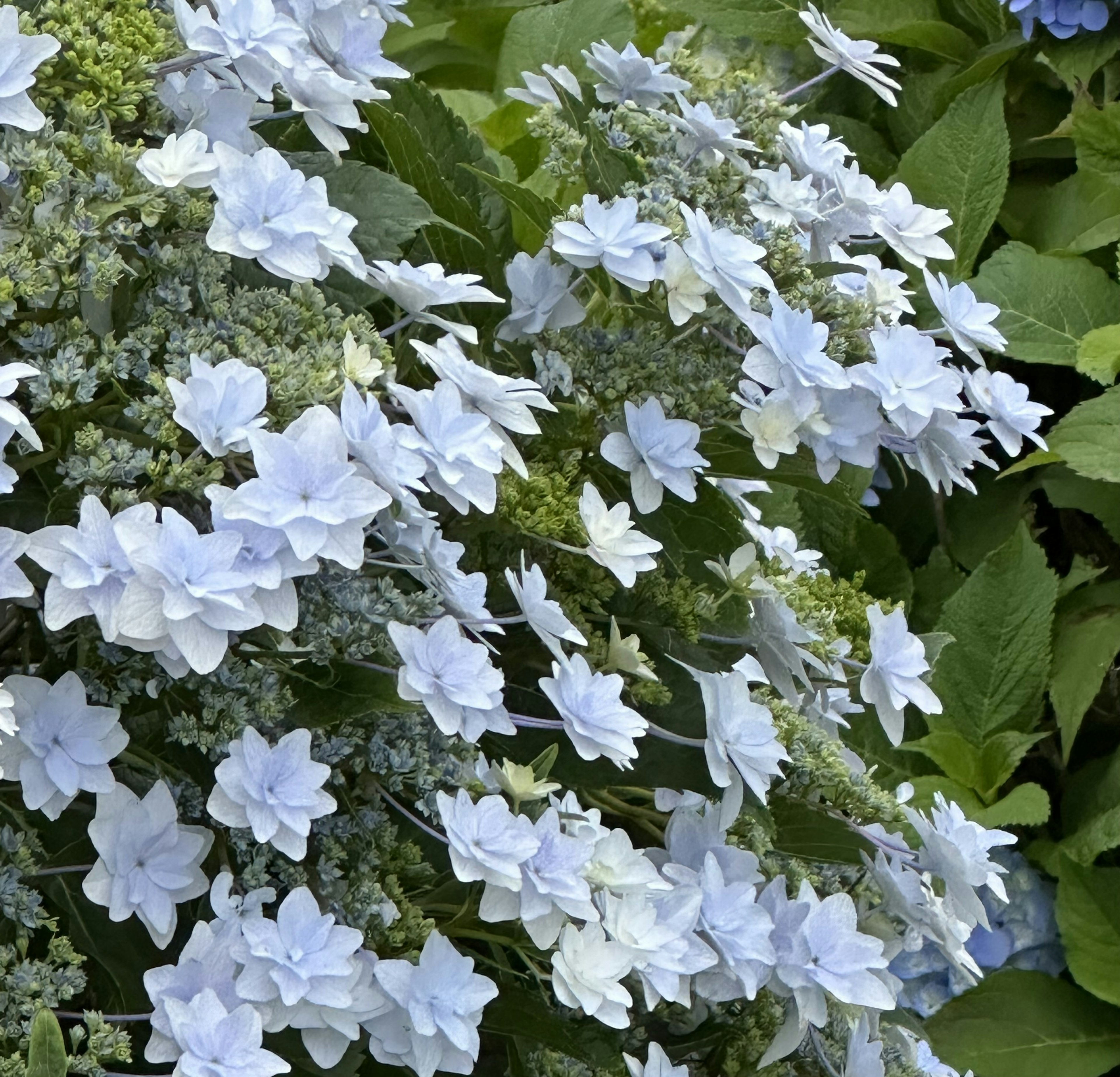 Fiori di ortensia blu in fioritura in un ambiente verde lussureggiante