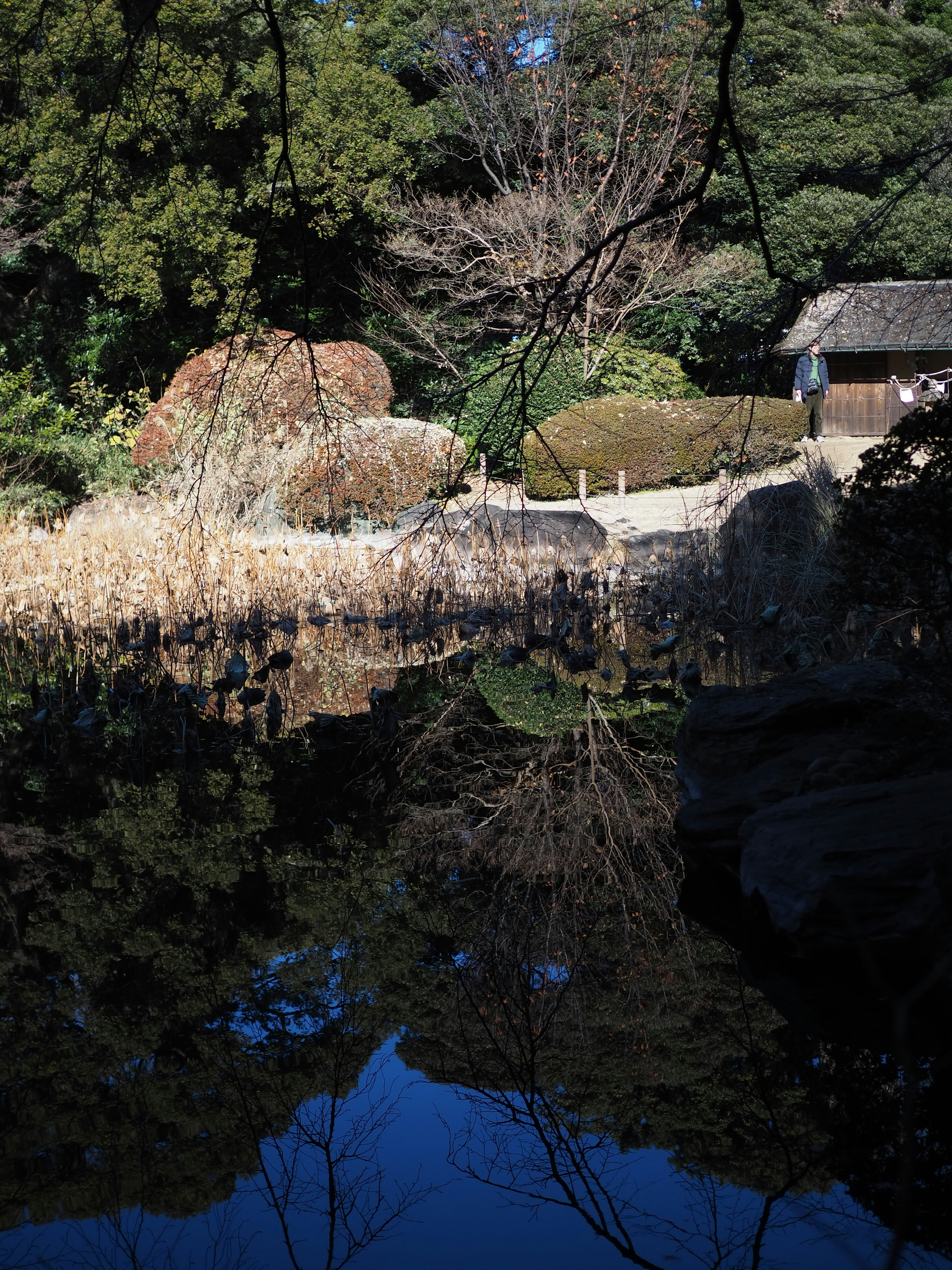 静かな池とその反射が見える風景周辺にある緑豊かな木々と乾燥した草