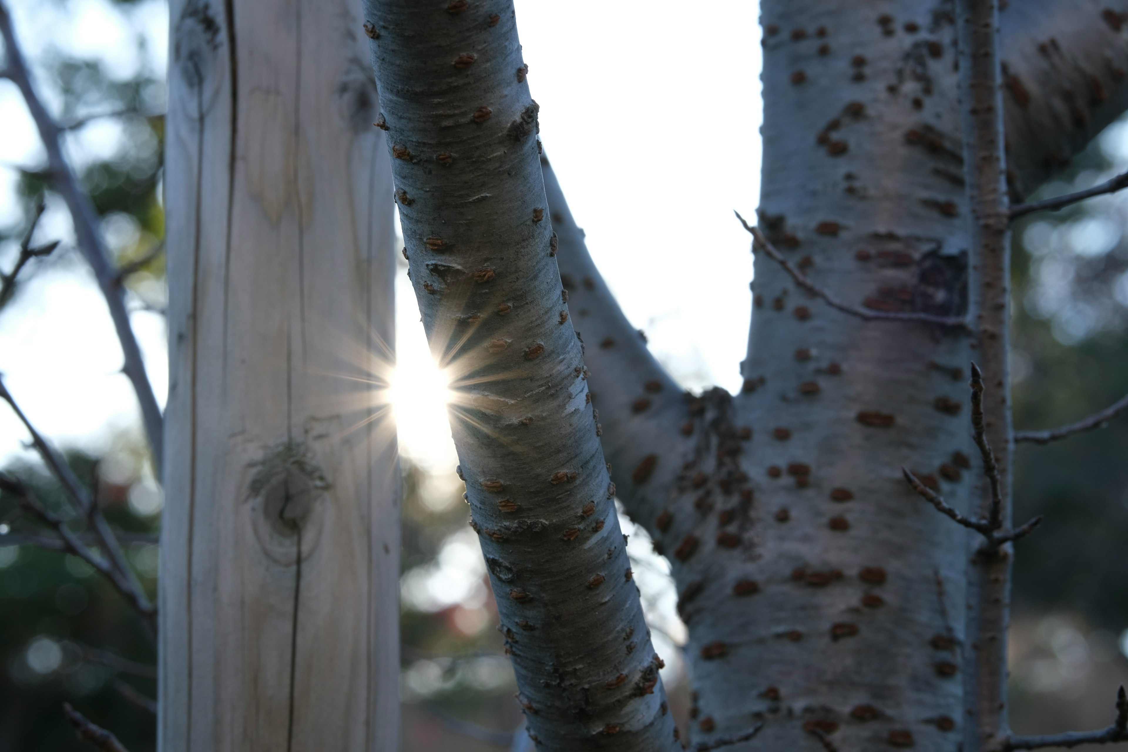 Eine Nahaufnahme von Baumstämmen mit Sonnenlicht, das hindurchscheint