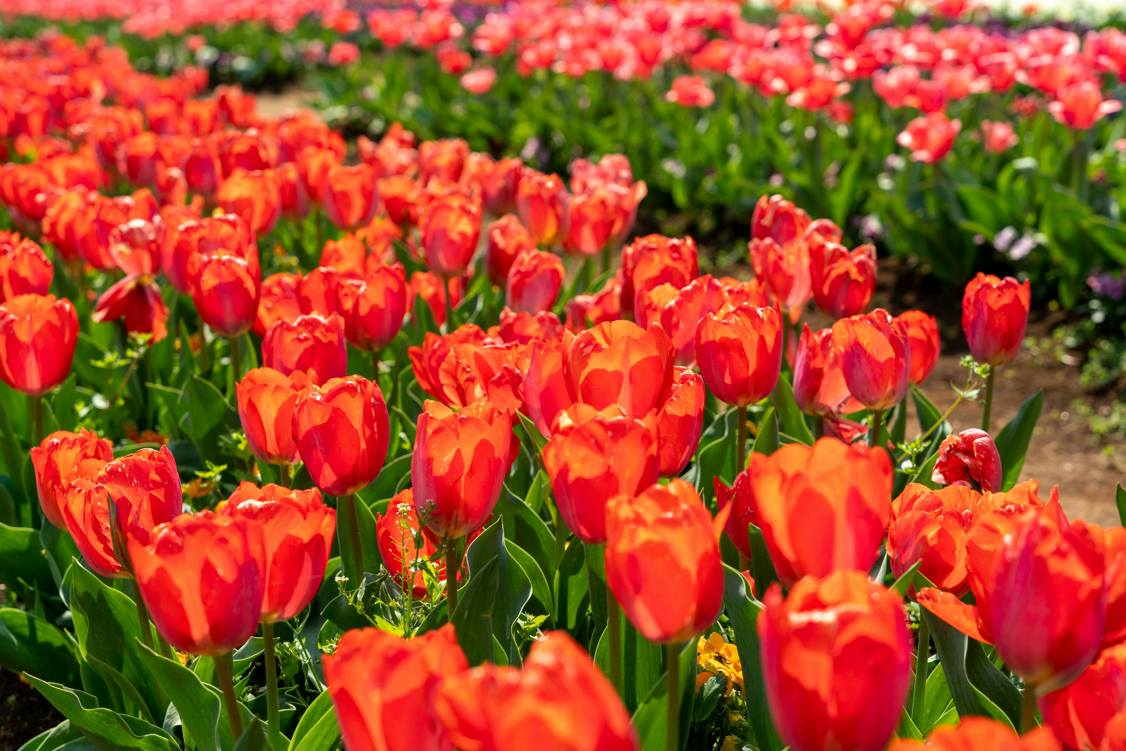 Tulip merah cerah mekar di ladang bunga