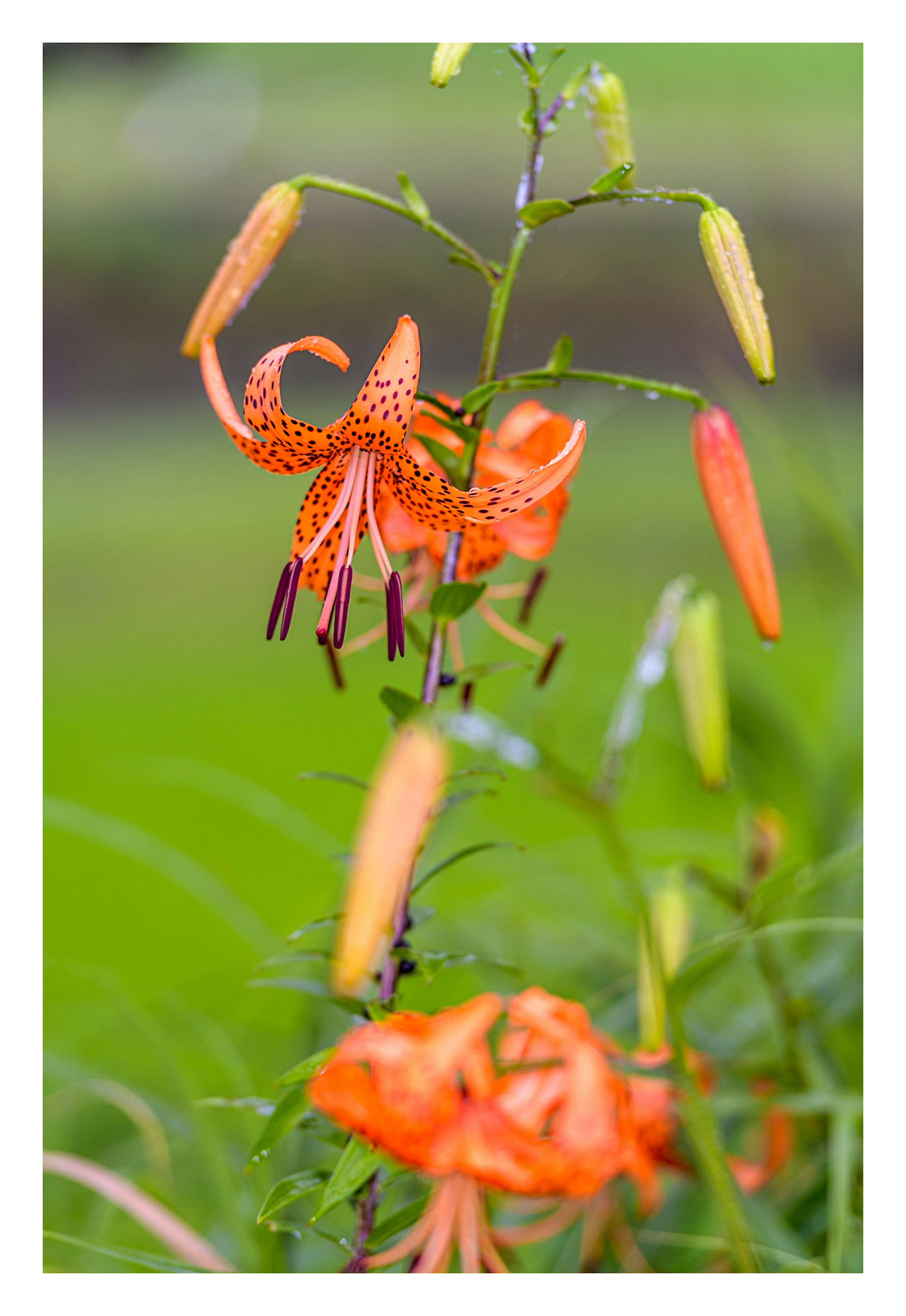 オレンジ色のユリの花が咲いている緑の背景の画像