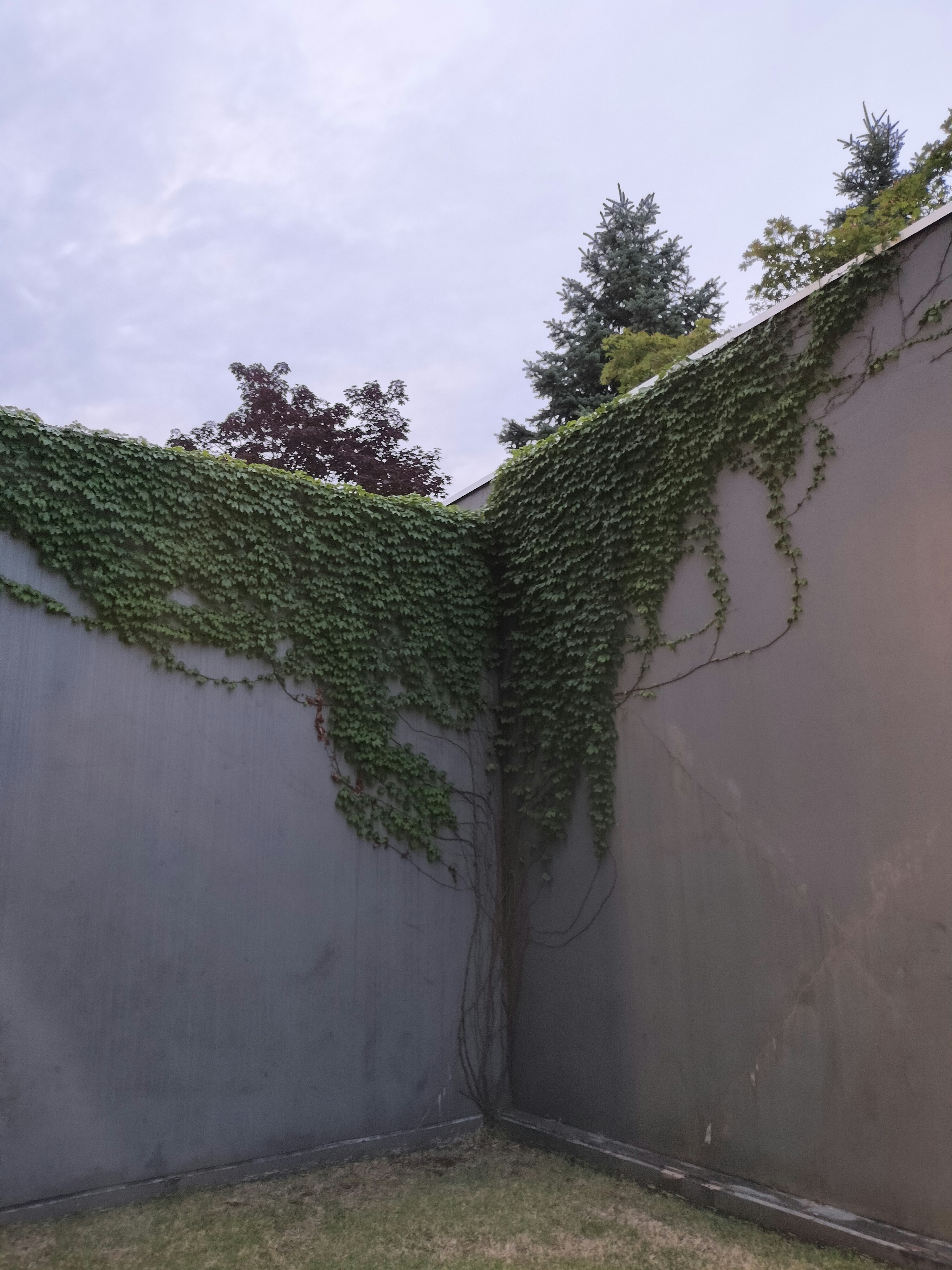 Coin d'un mur gris recouvert de vignes vertes