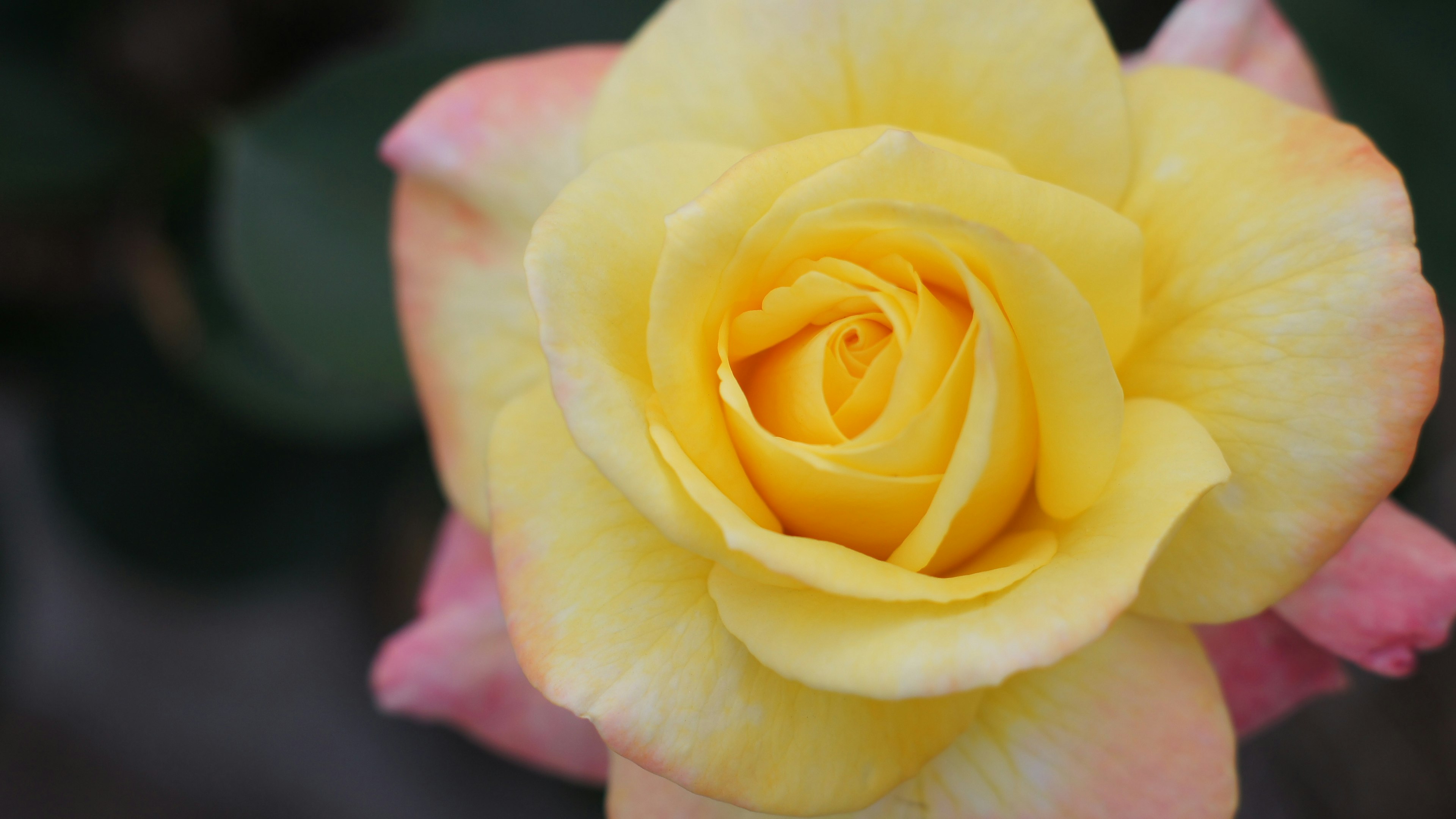 Belle rose jaune avec des bords roses doux et un fond de feuilles vertes