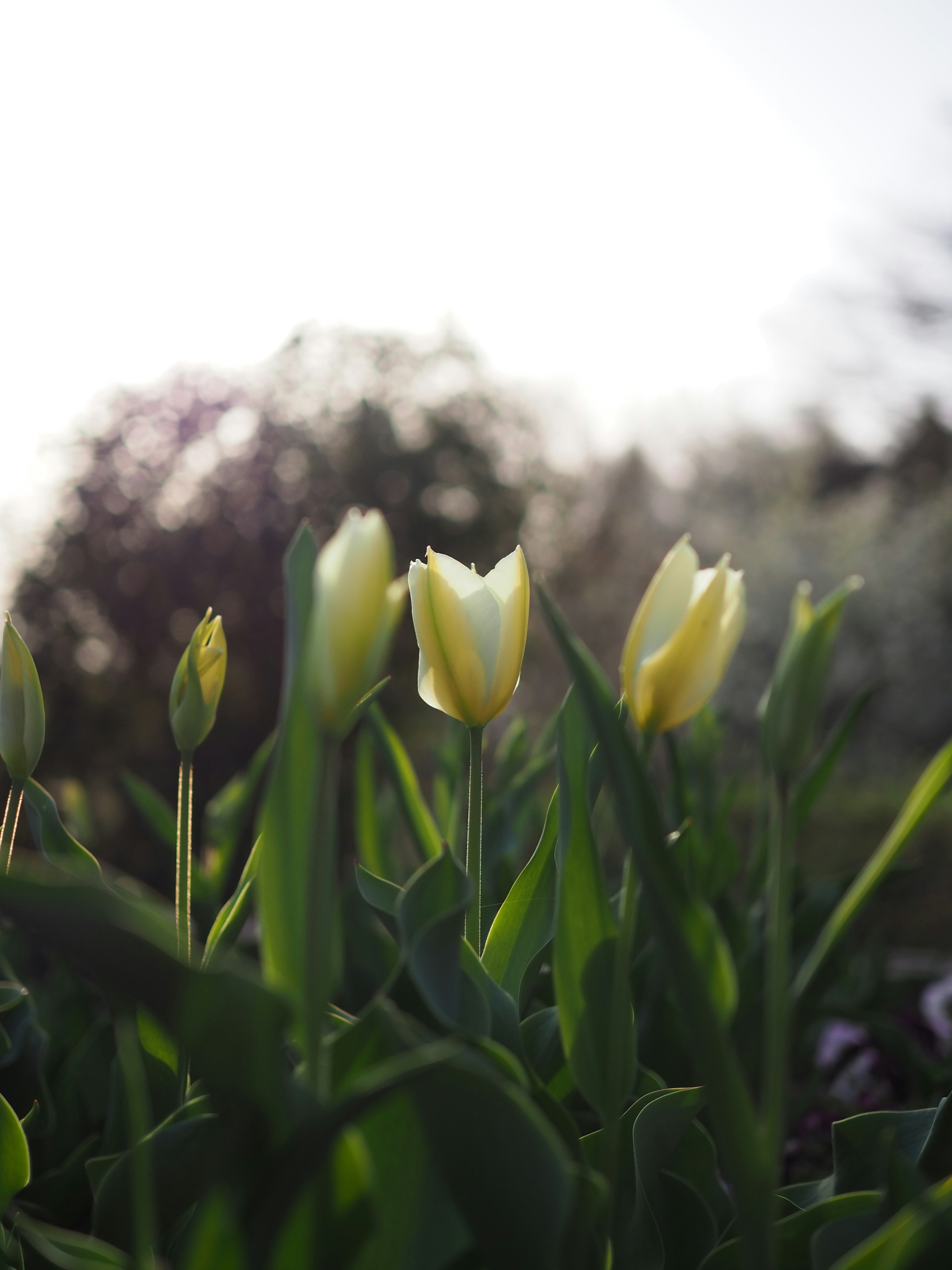Tulipani gialli circondati da foglie verdi in un giardino