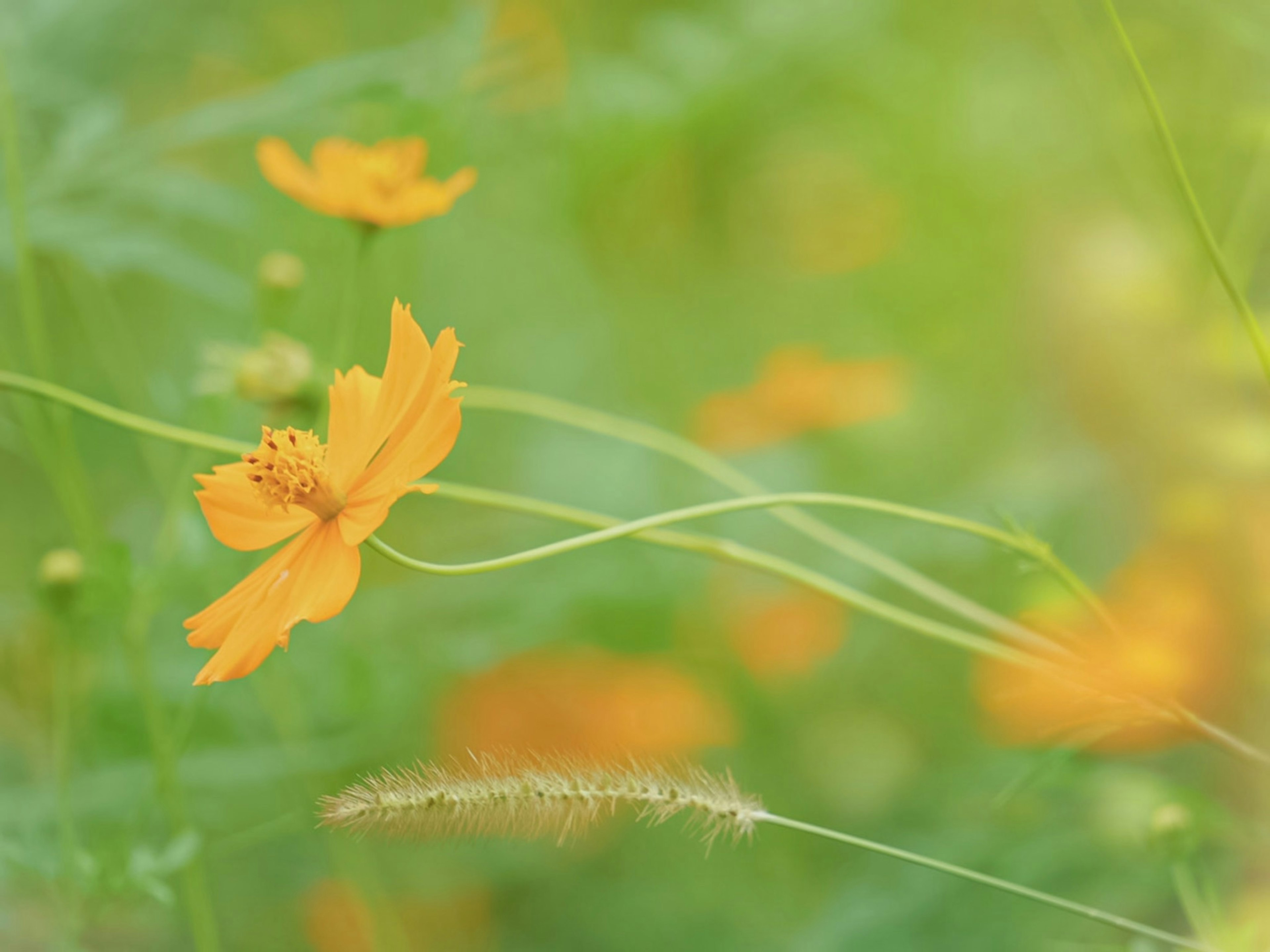 鮮やかなオレンジ色の花が緑の背景に映える風景