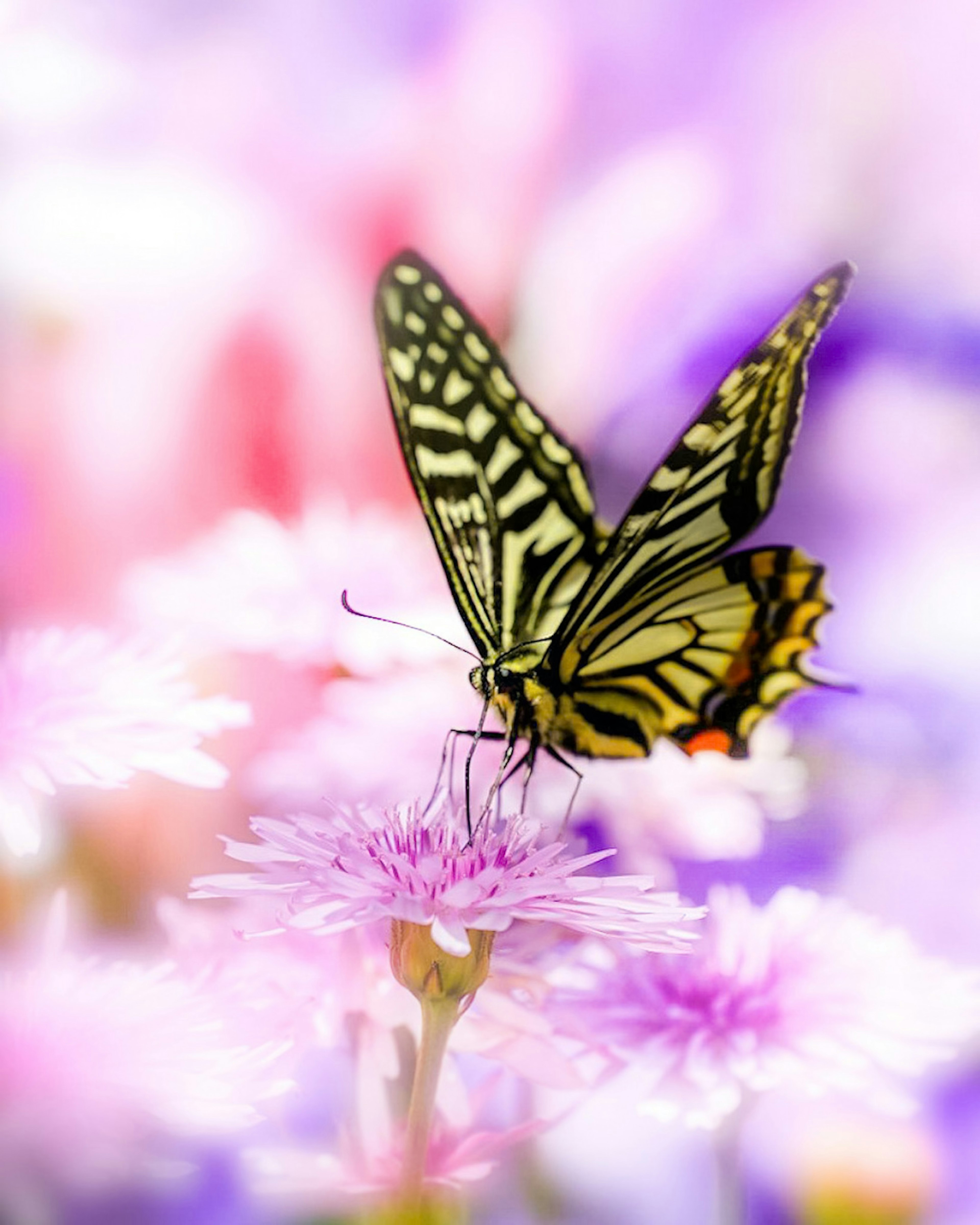 Ein schöner Schmetterling, der auf einer rosa Blume mit buntem Hintergrund sitzt