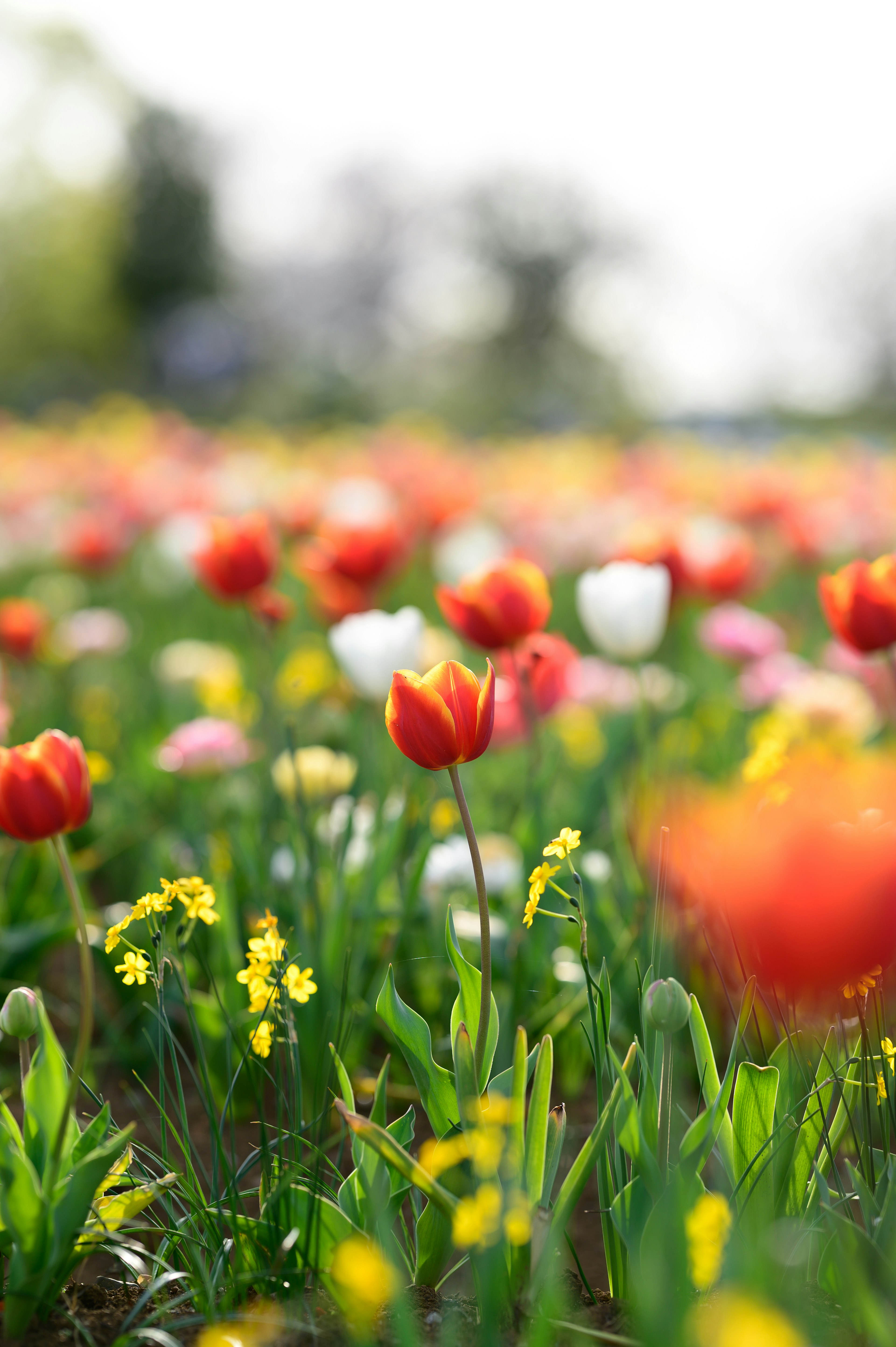 Un bellissimo campo di fiori con tulipani colorati e fiori gialli in fiore