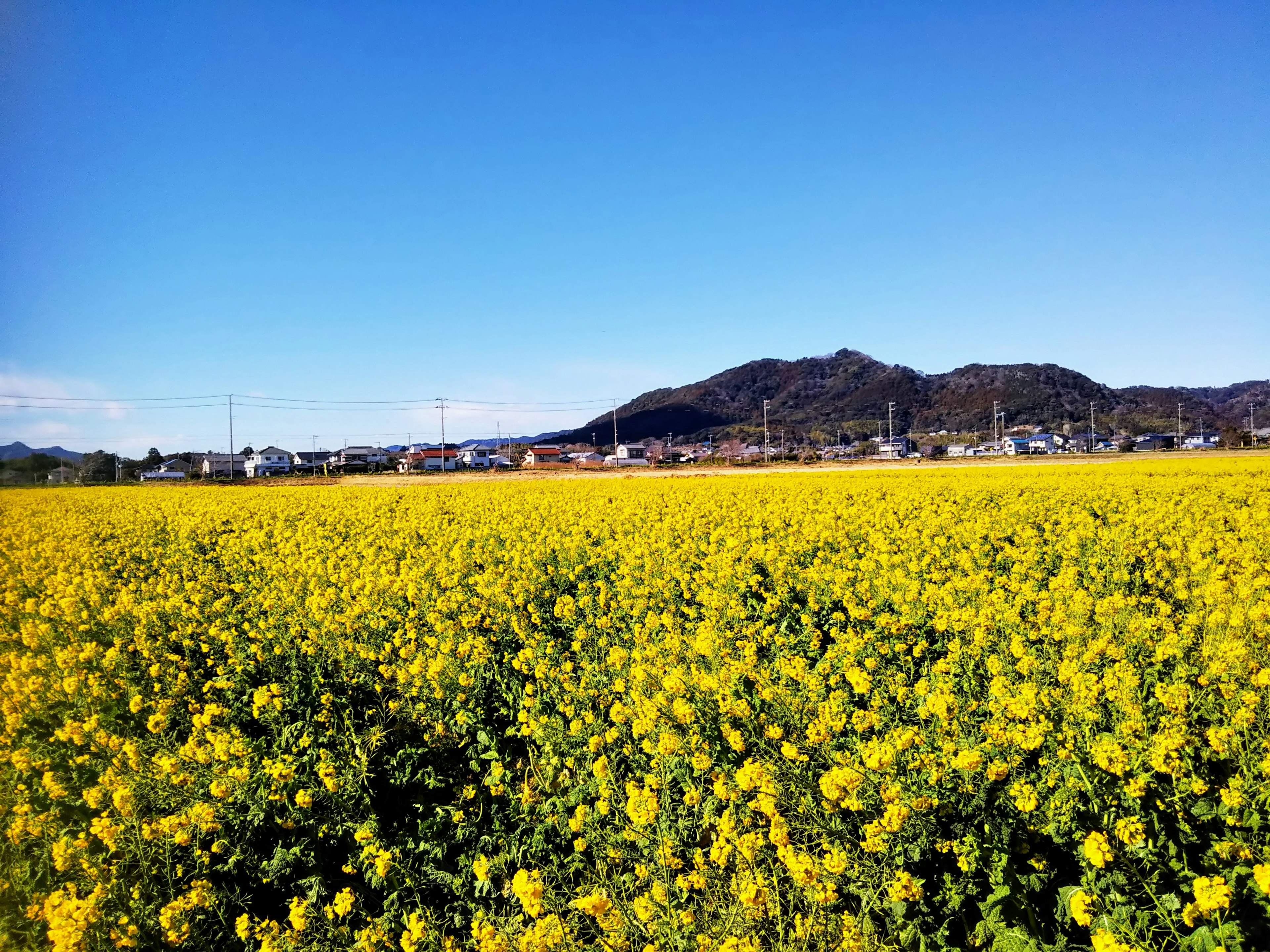 Ladang bunga rapeseed kuning cerah di bawah langit biru cerah dengan perbukitan di kejauhan