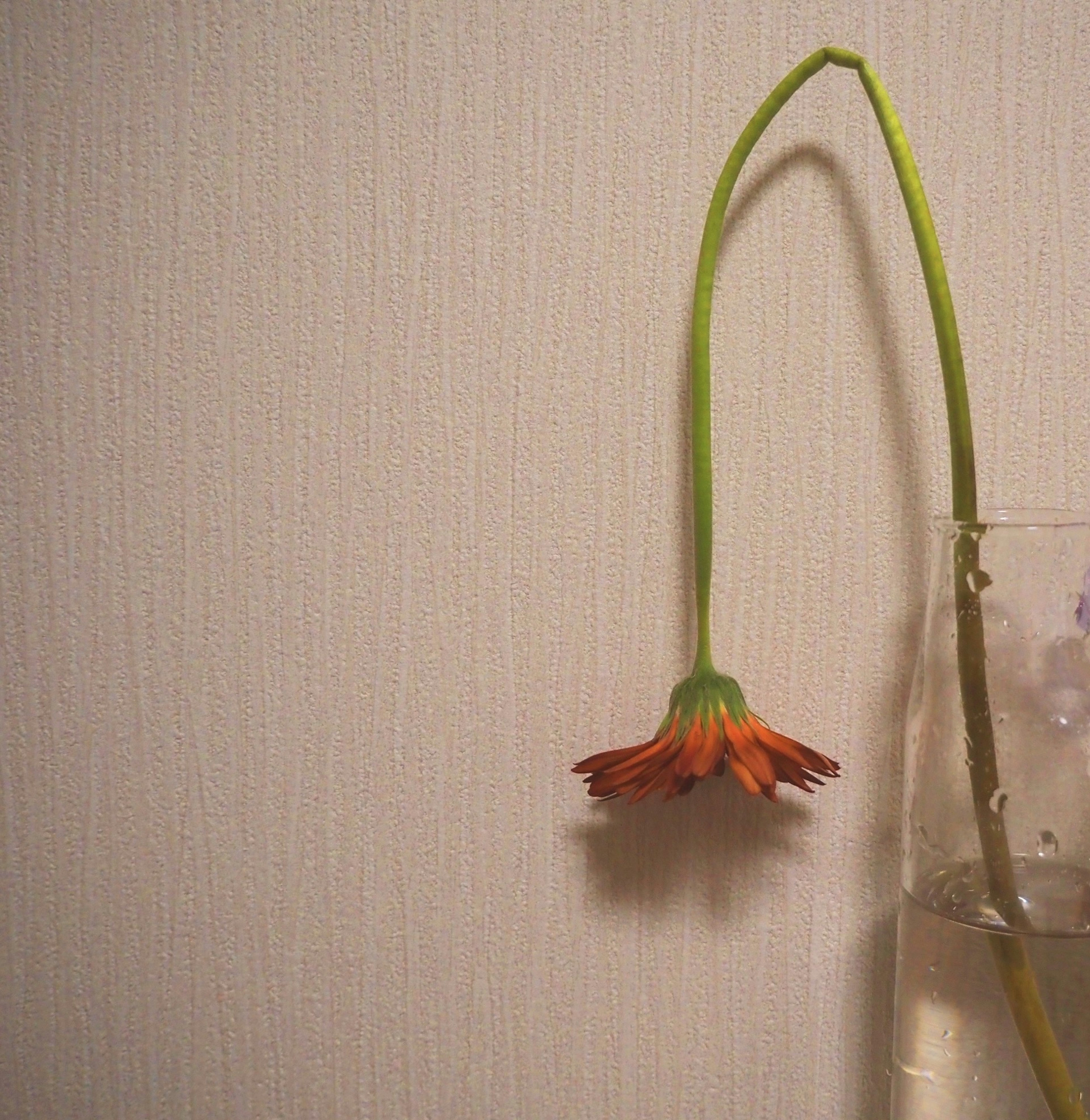 Fleur orange penchée contre un mur dans un vase transparent