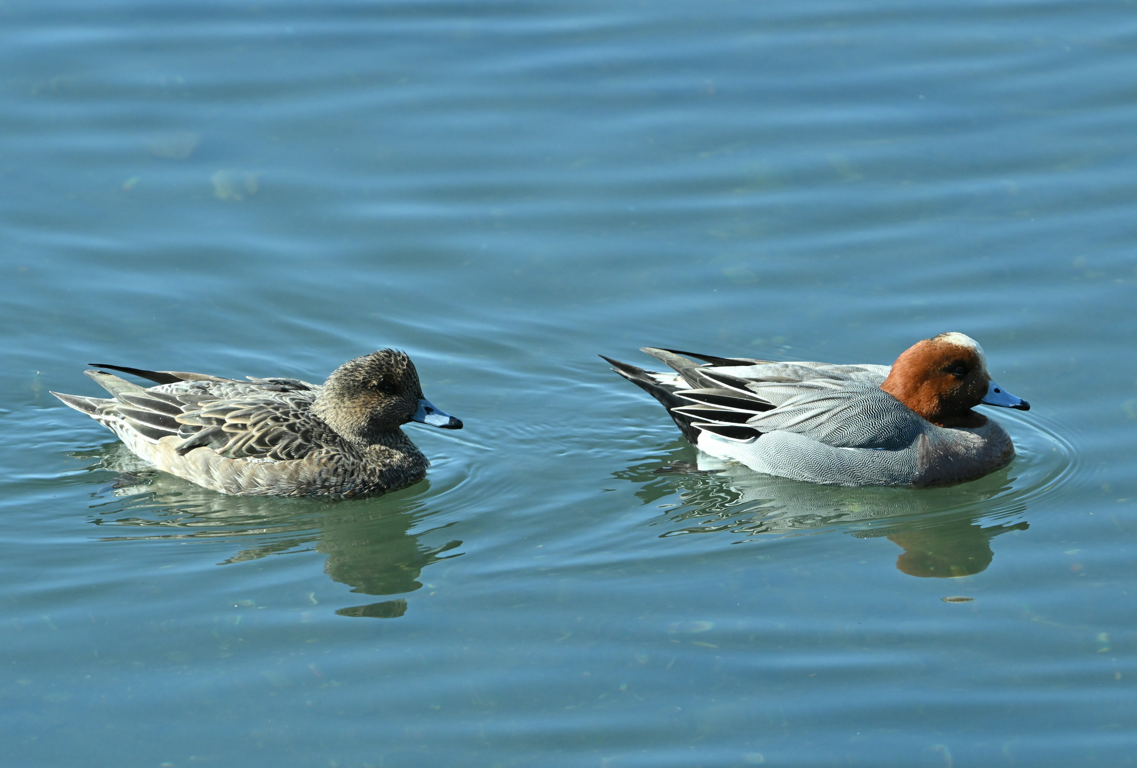 Two ducks swimming on the water one with gray and brown feathers the other with black and white feathers