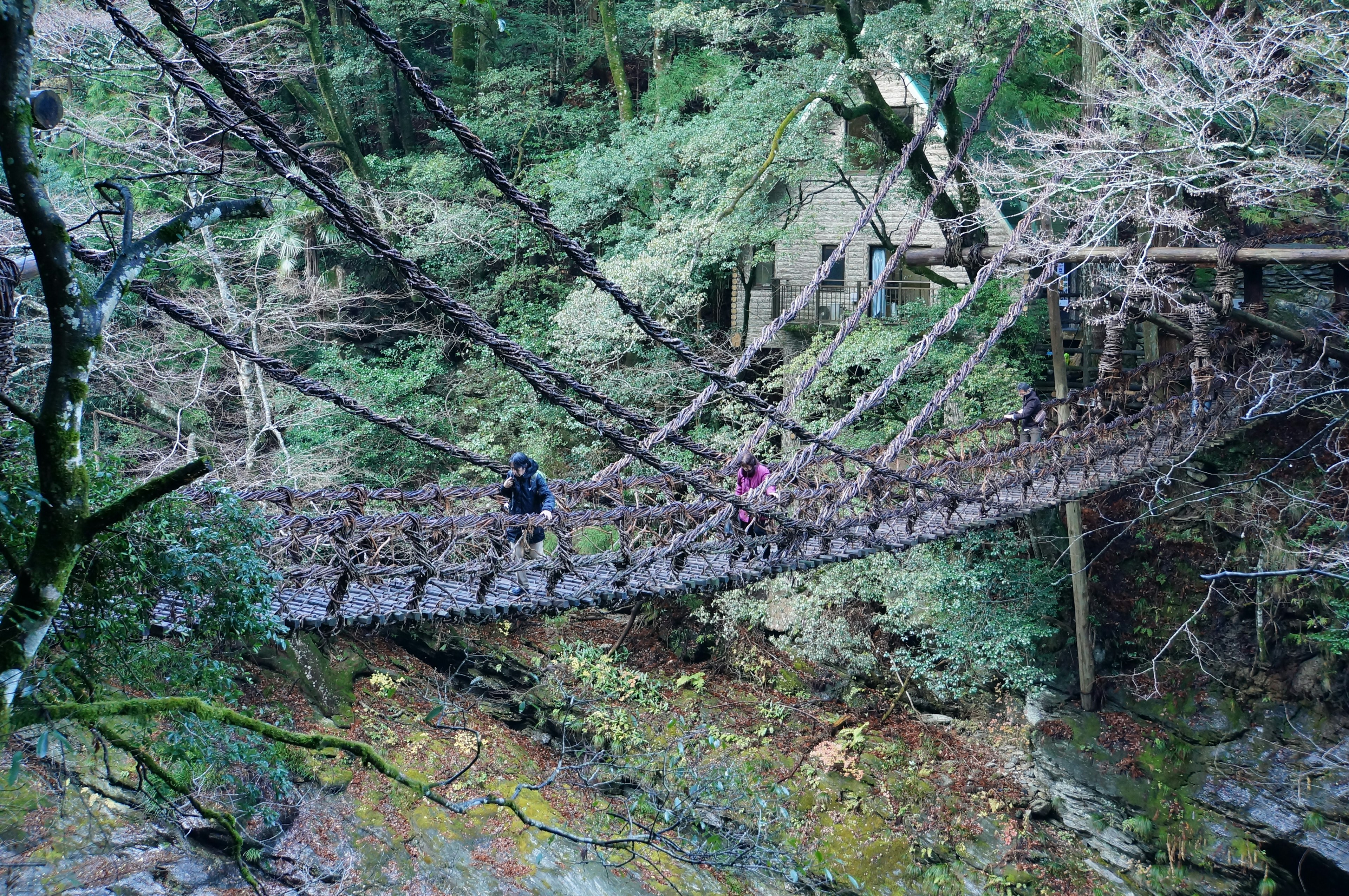 吊り橋が森の中に架かり、ハイカーが渡っている風景