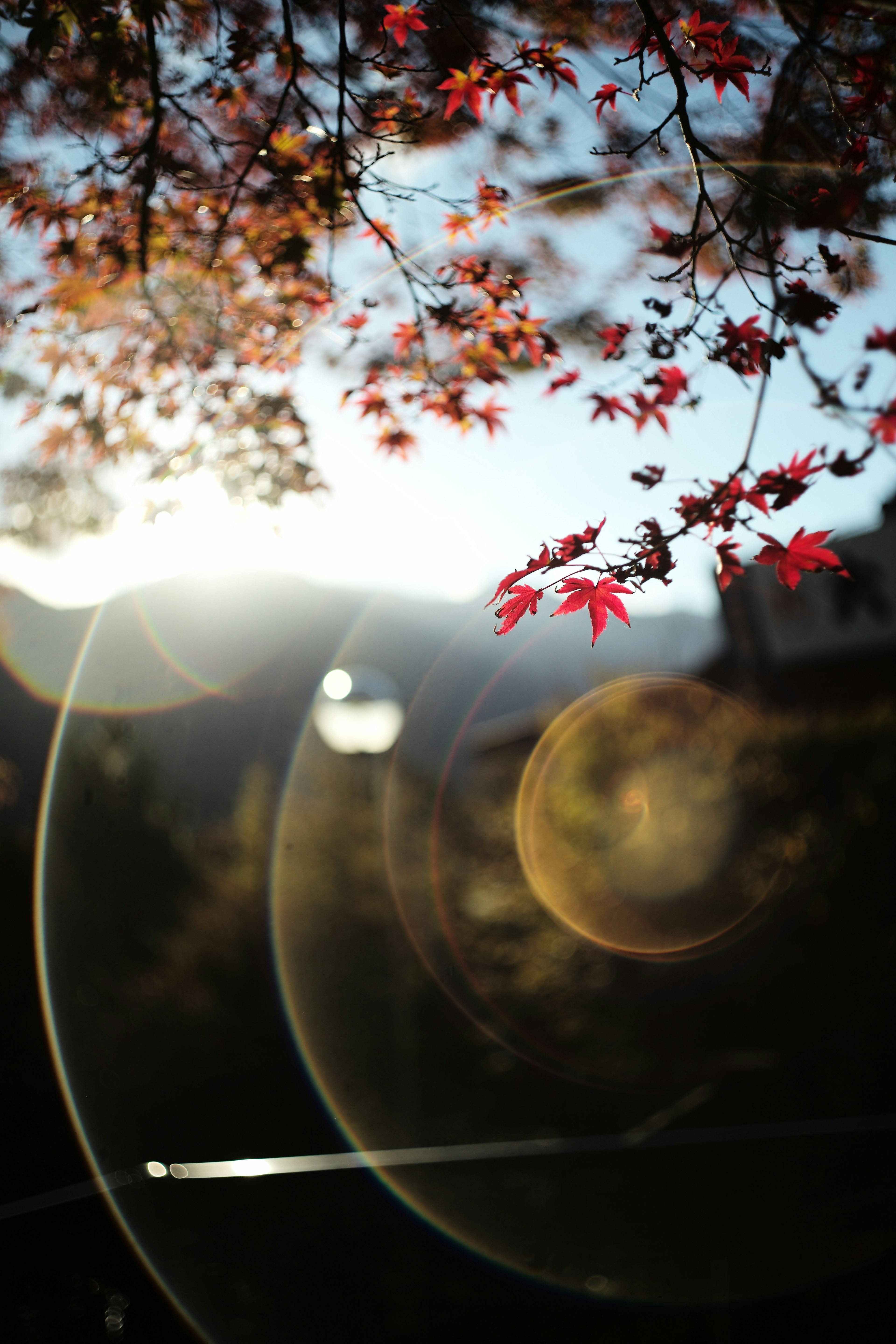 紅葉と光のフレアが美しい風景