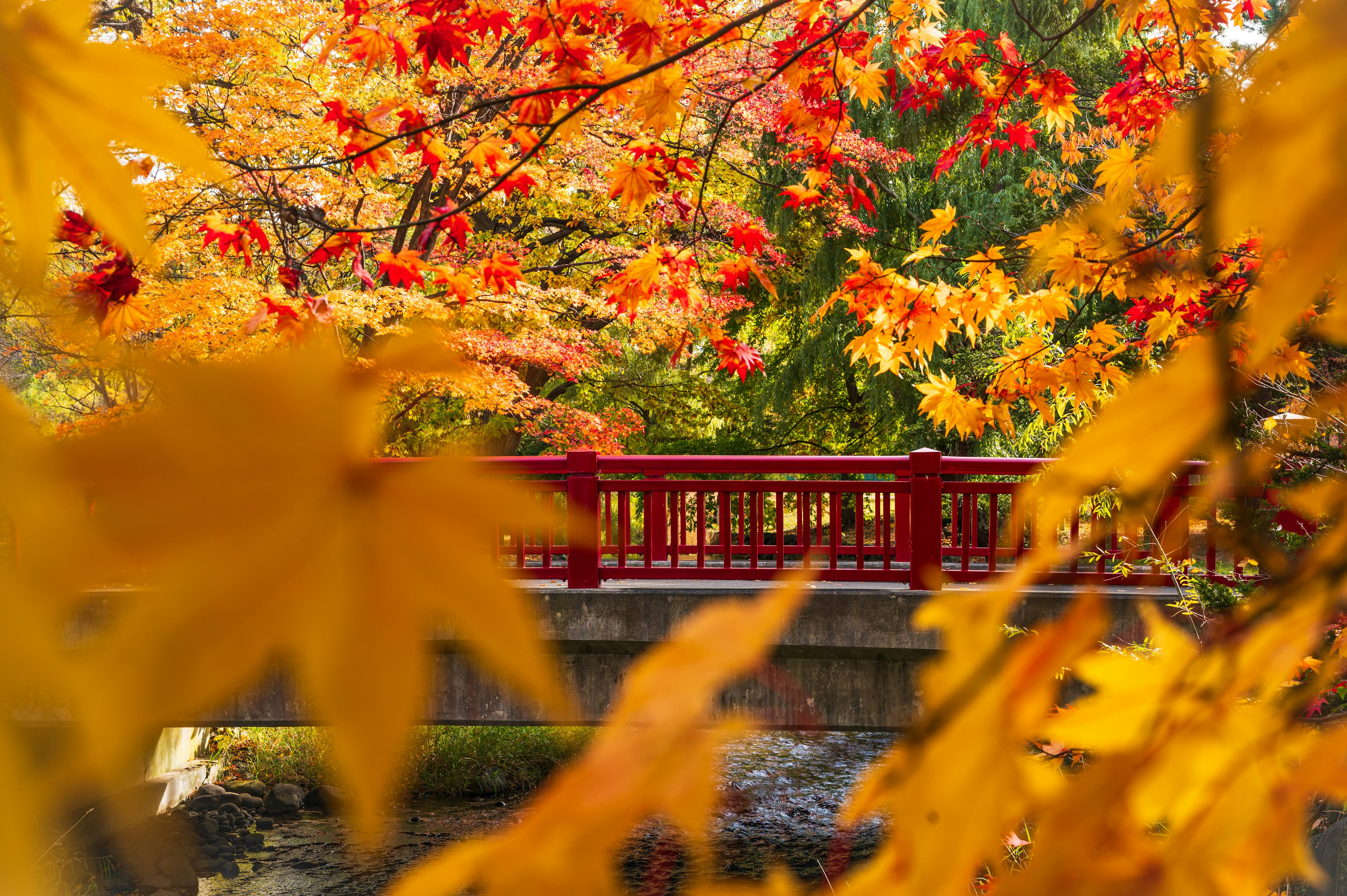 赤い橋が秋の紅葉に囲まれている風景