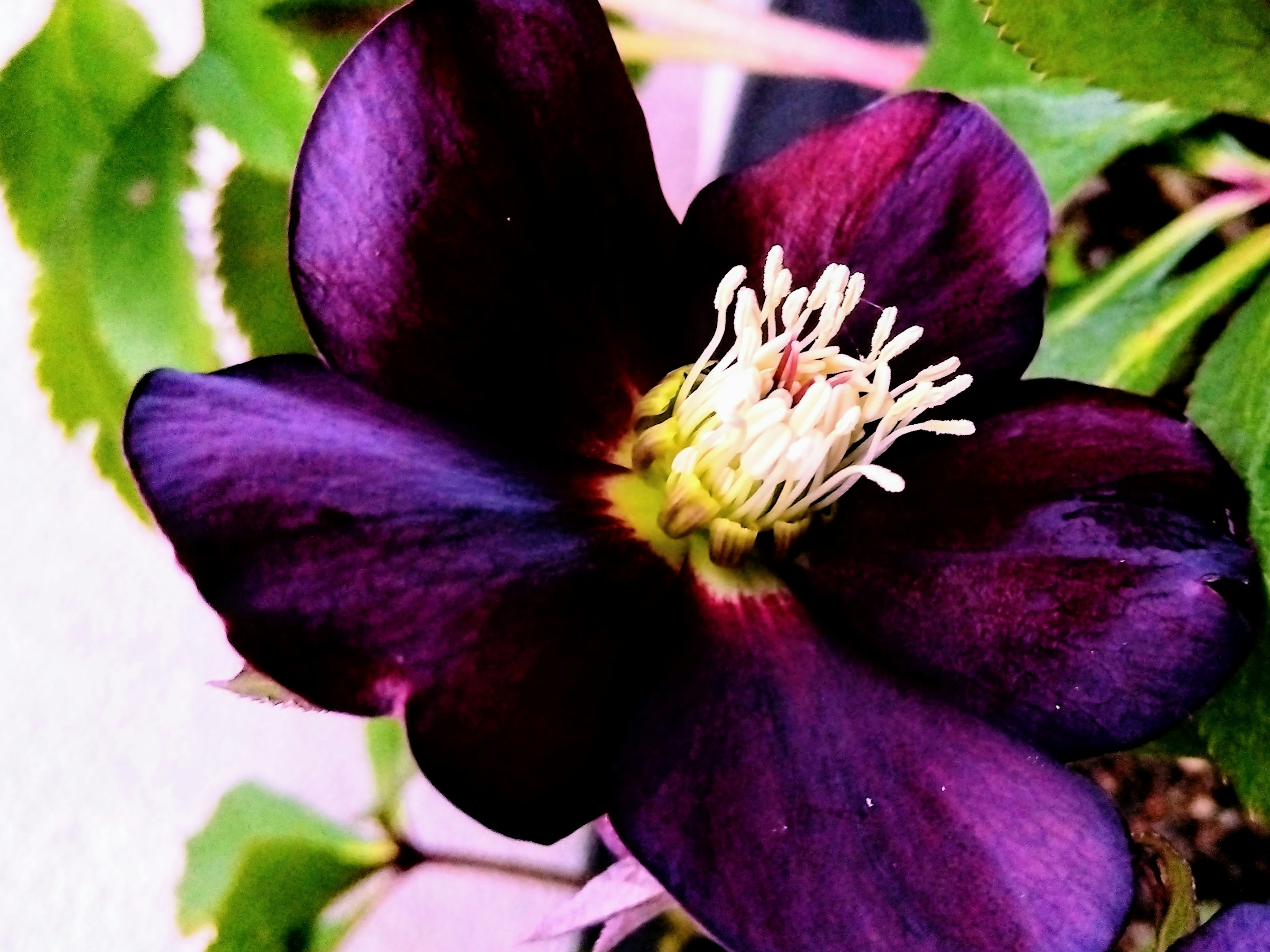 Flor morada profunda con estambres blancos en el centro