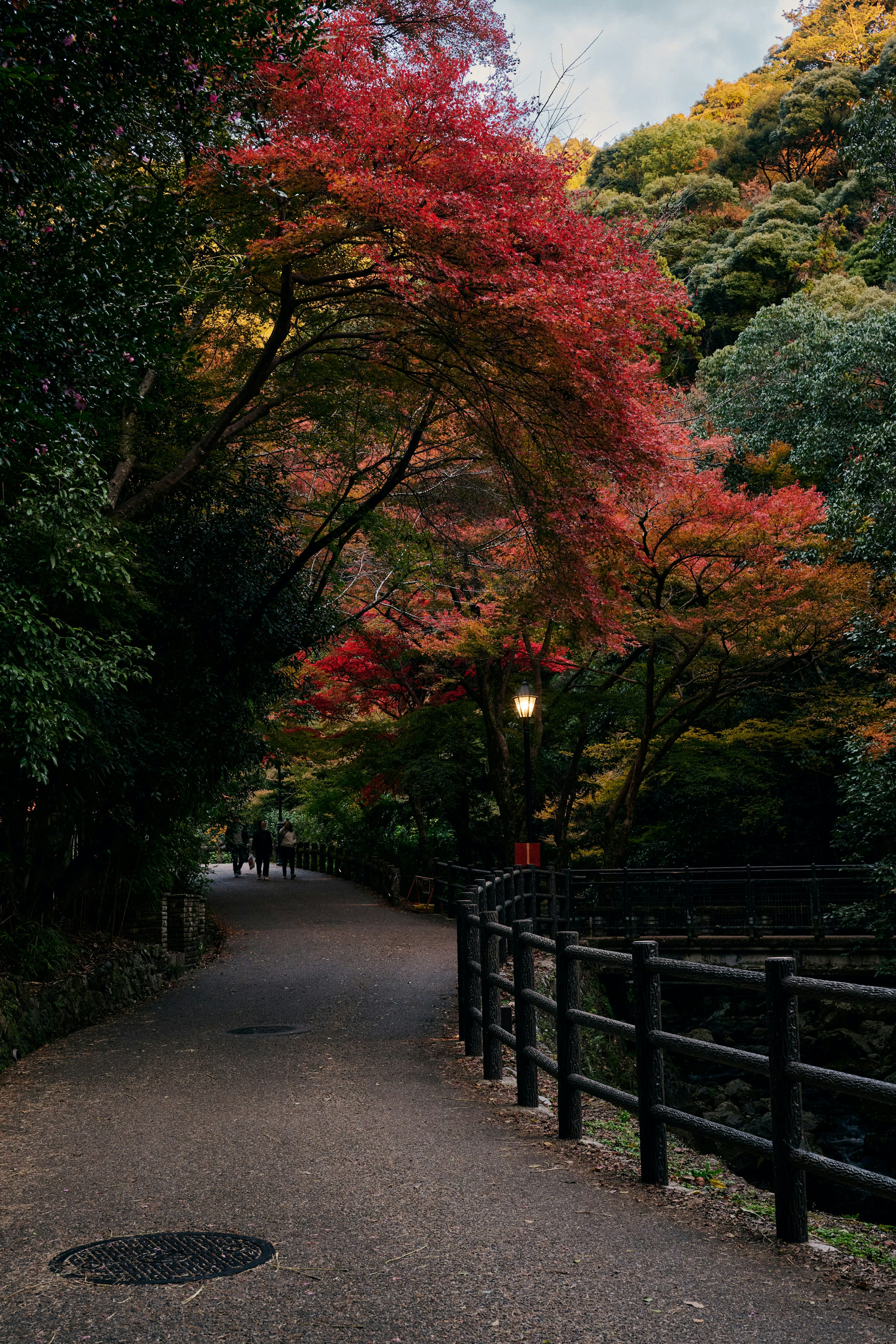 A serene path lined with colorful autumn foliage