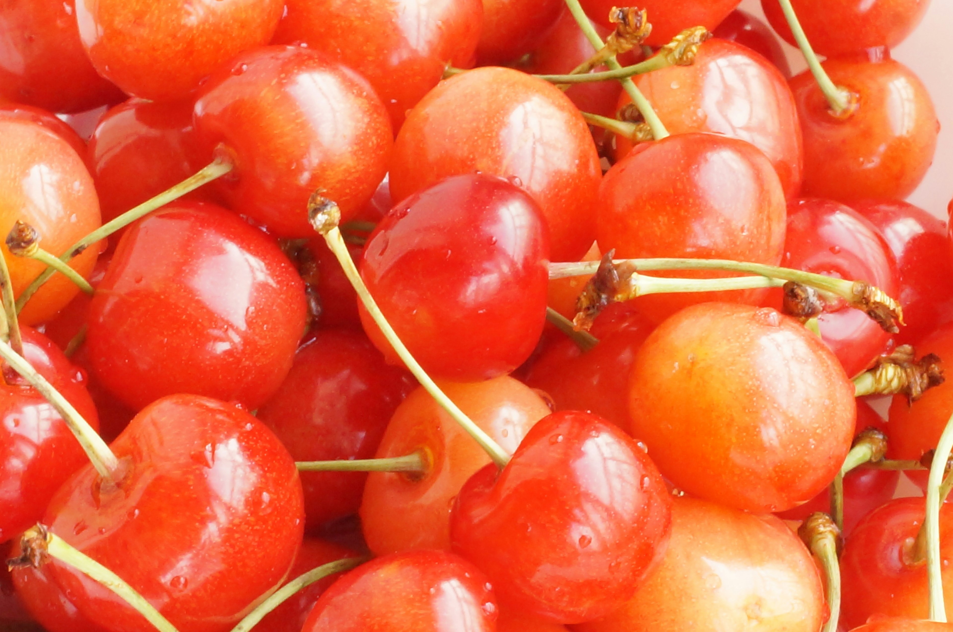 Close-up of vibrant red cherries