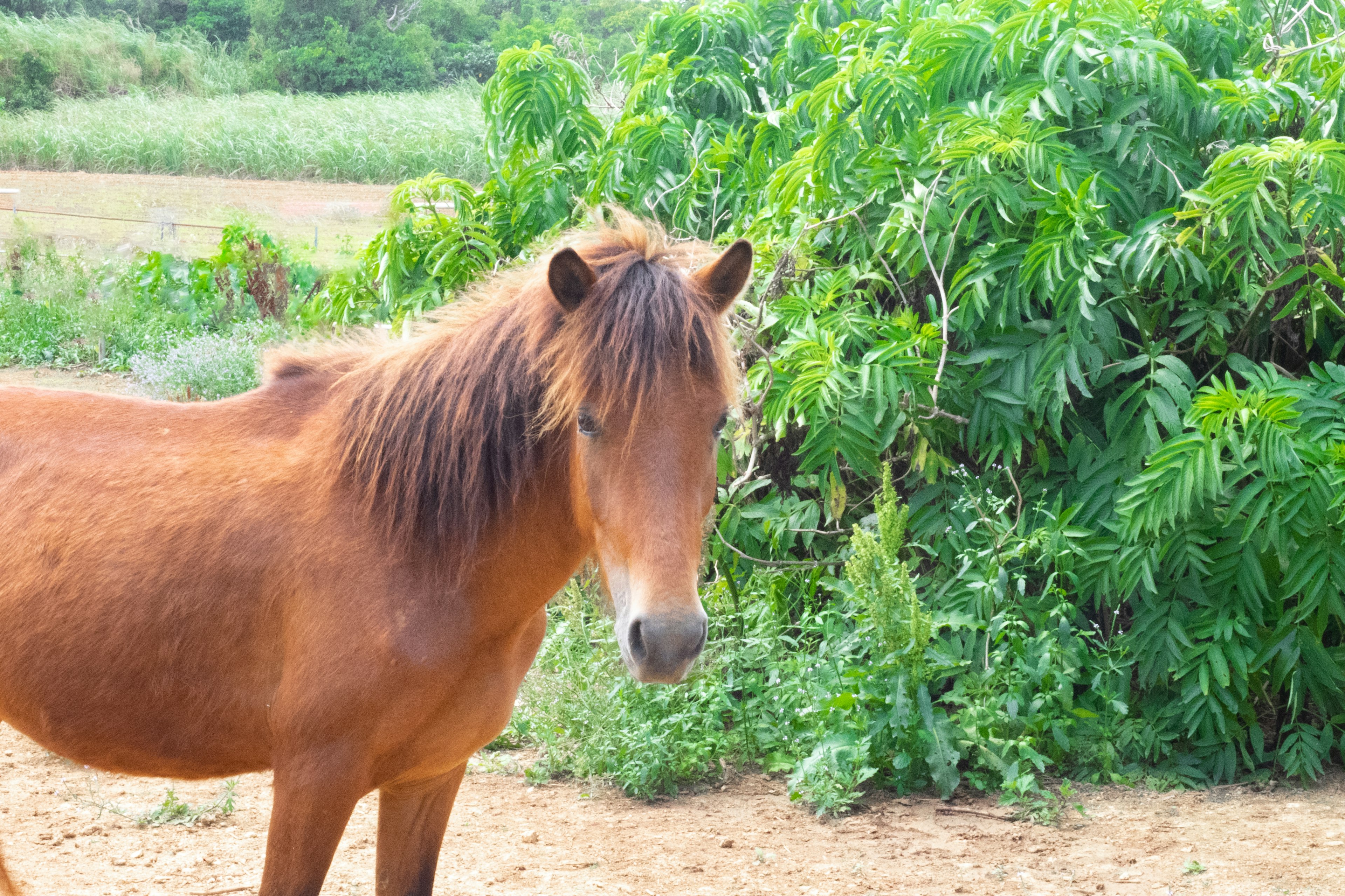 Cheval brun se tenant devant des plantes vertes