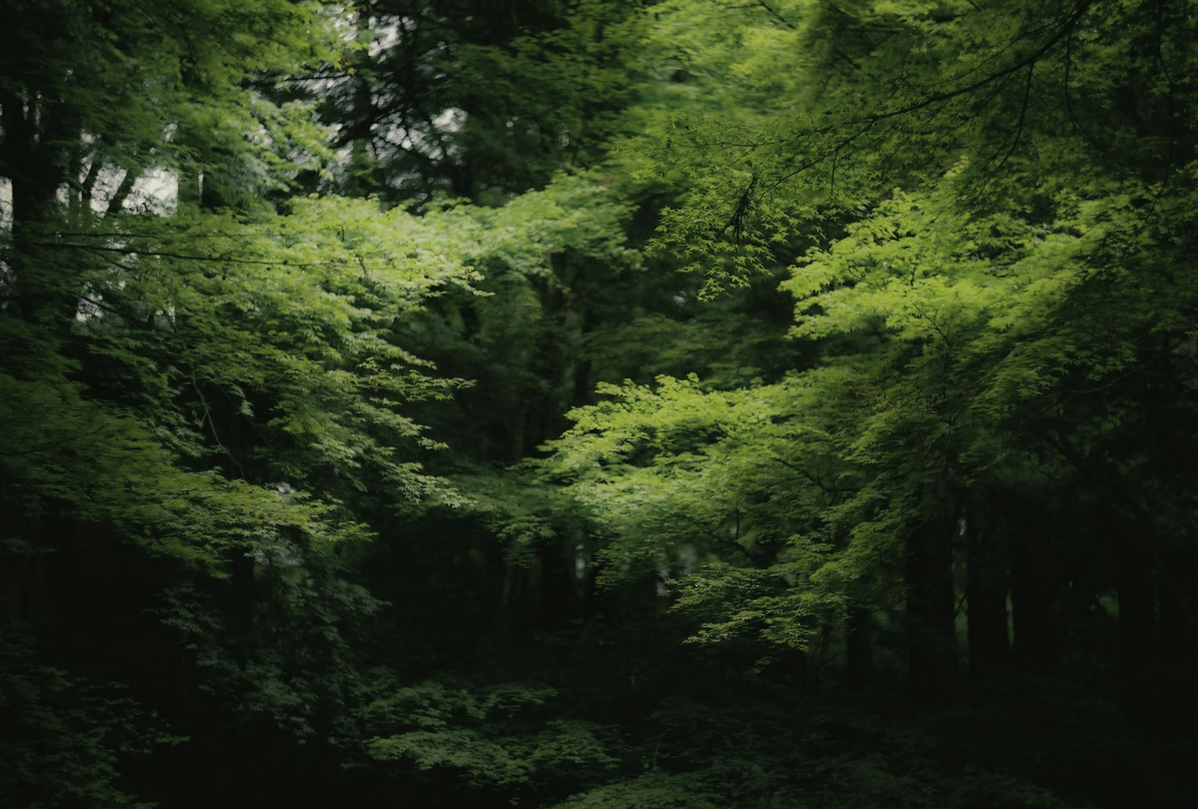 Lush green forest scenery Beautiful contrast of light and shadow