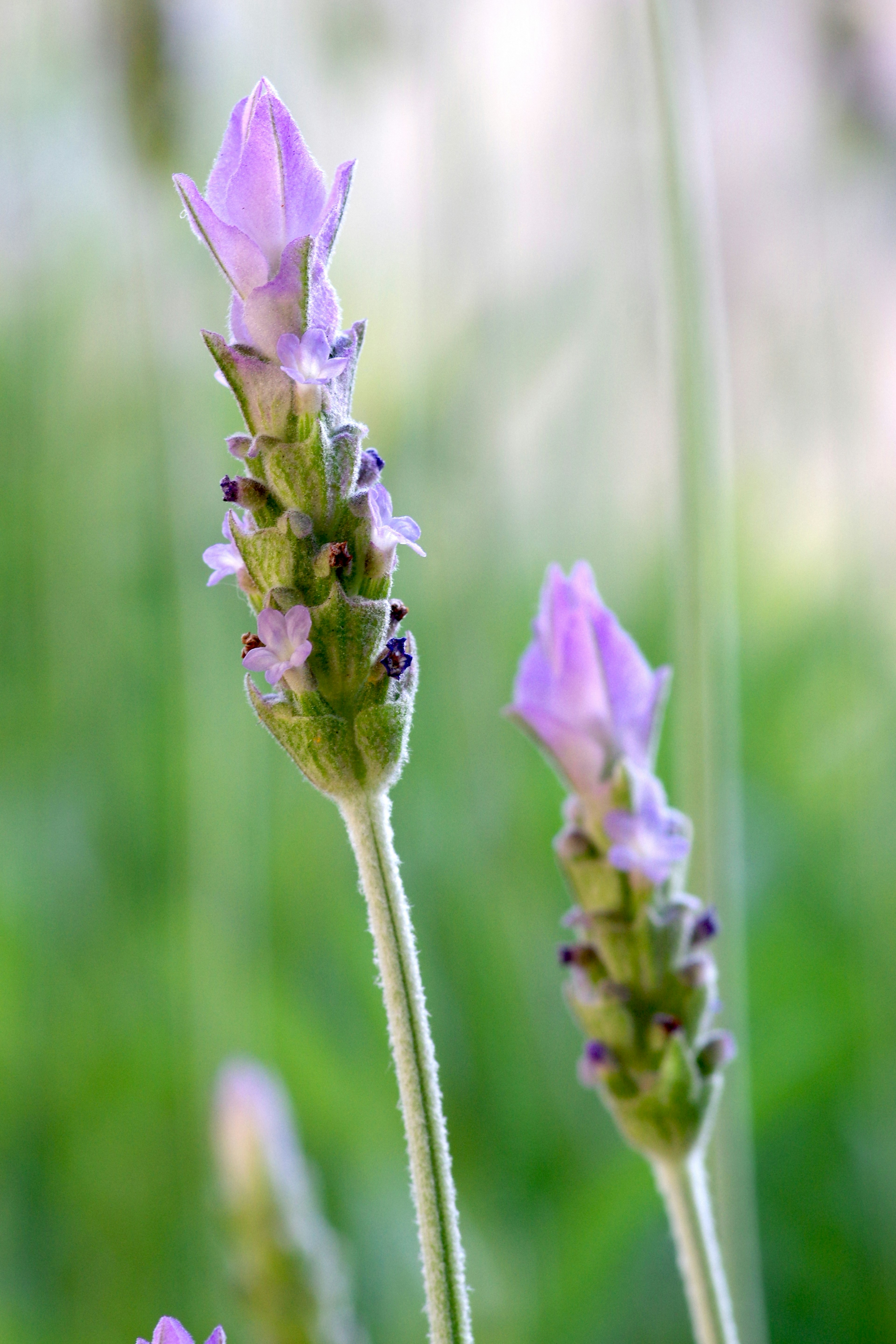 Fiori di lavanda viola su sfondo verde