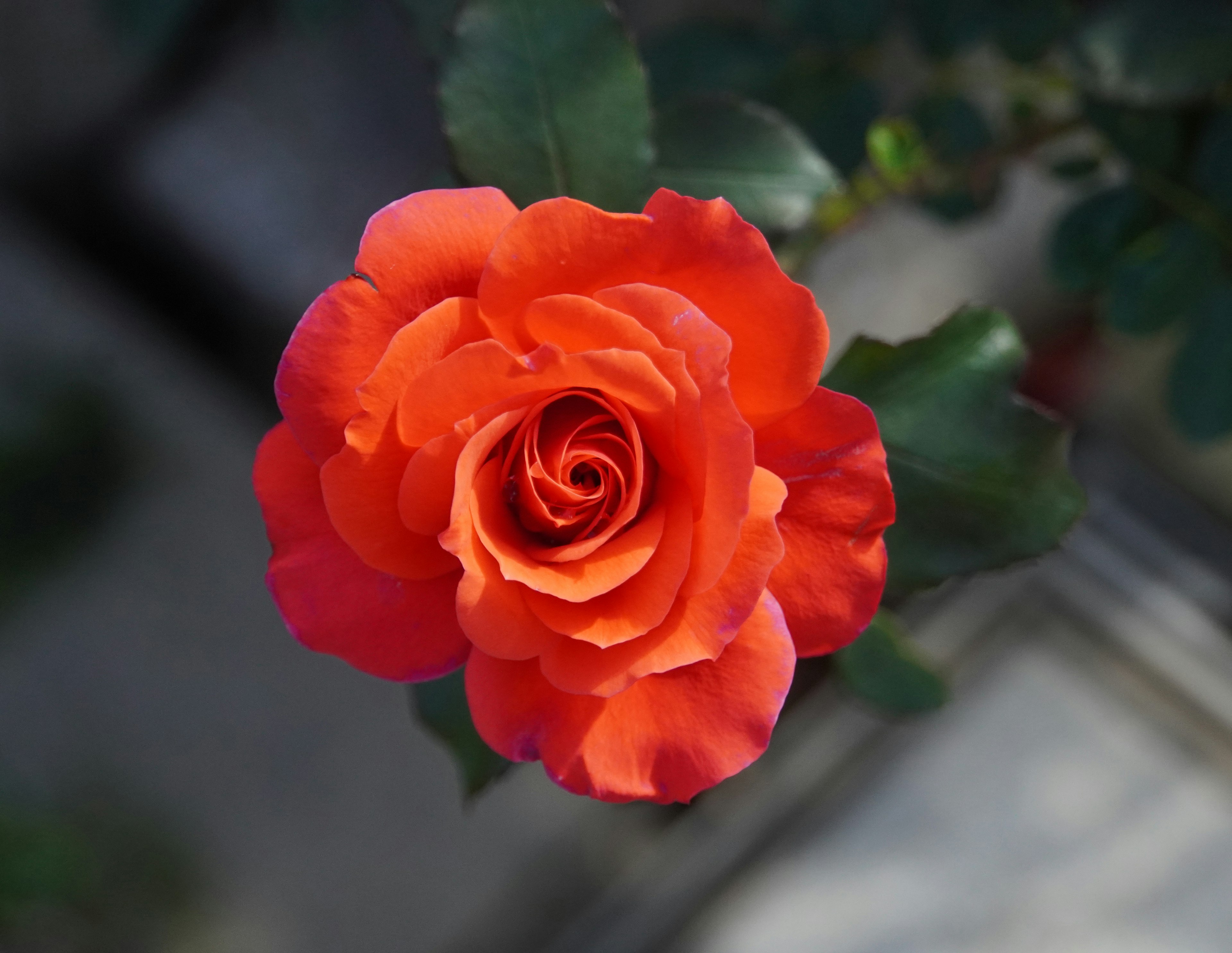 Lebendige orangefarbene Rose von oben betrachtet