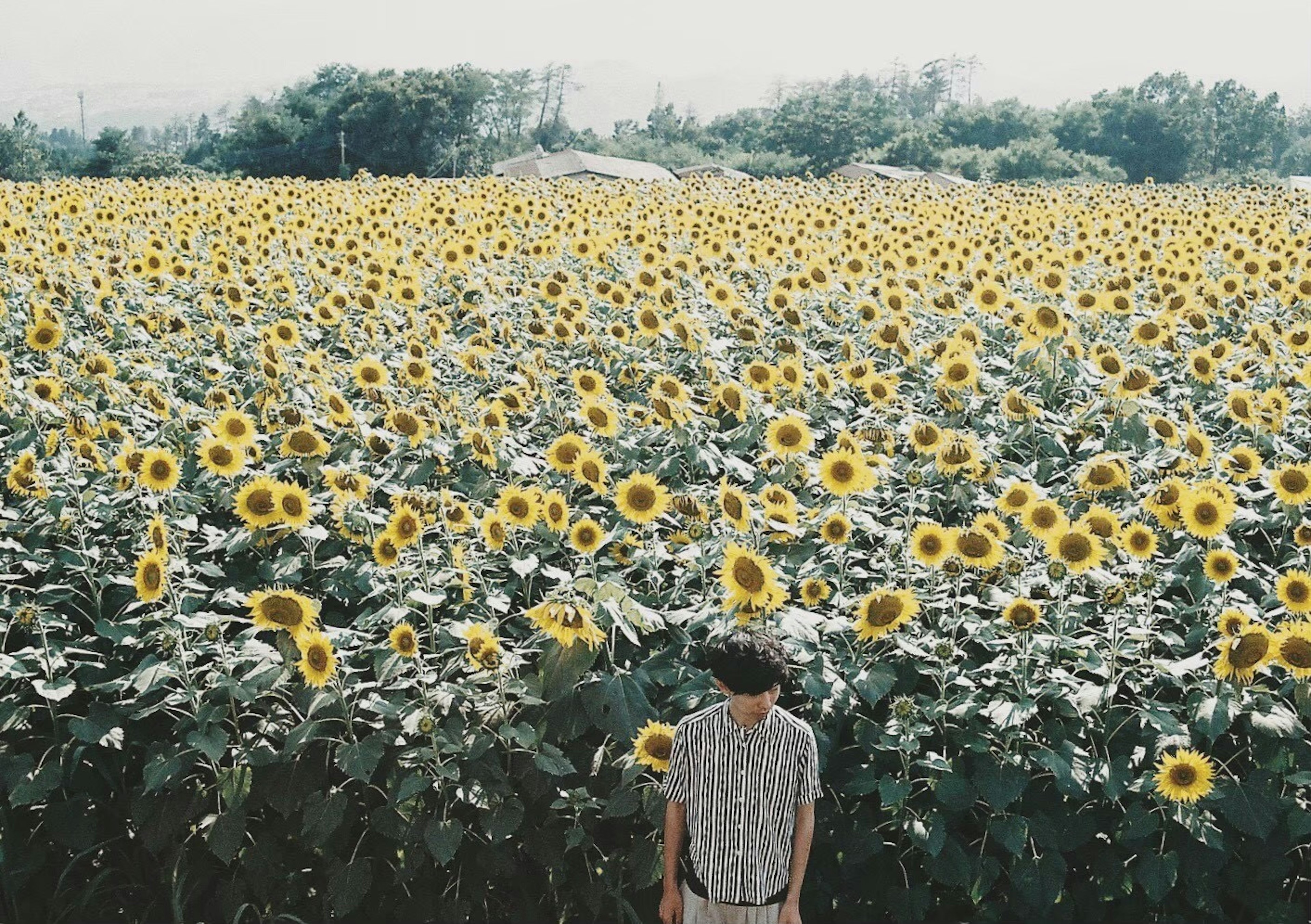 해바라기 밭에 서 있는 사람과 만개한 노란 해바라기의 배경