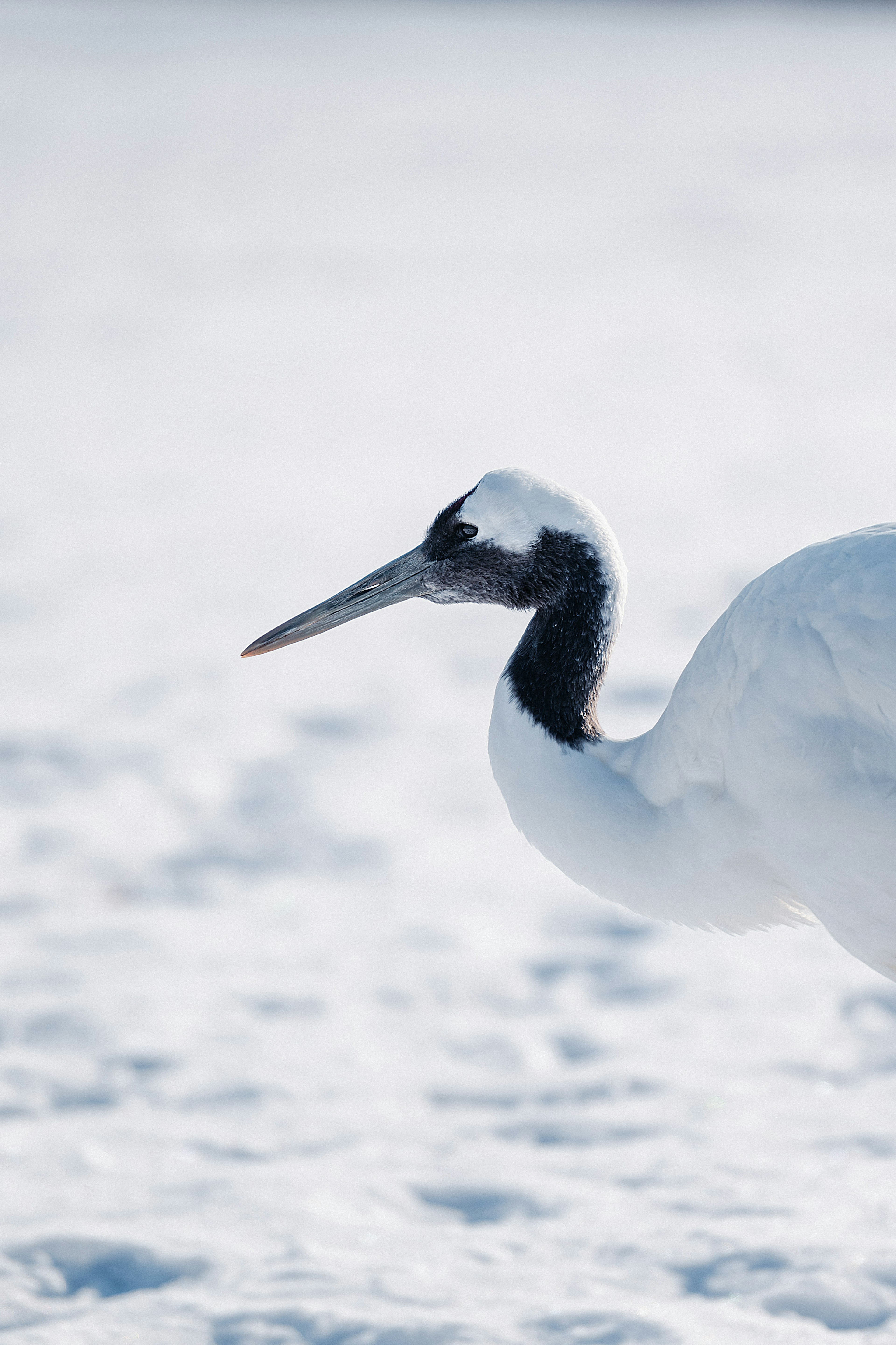 Profil einer weißen Krähe, die auf Schnee geht