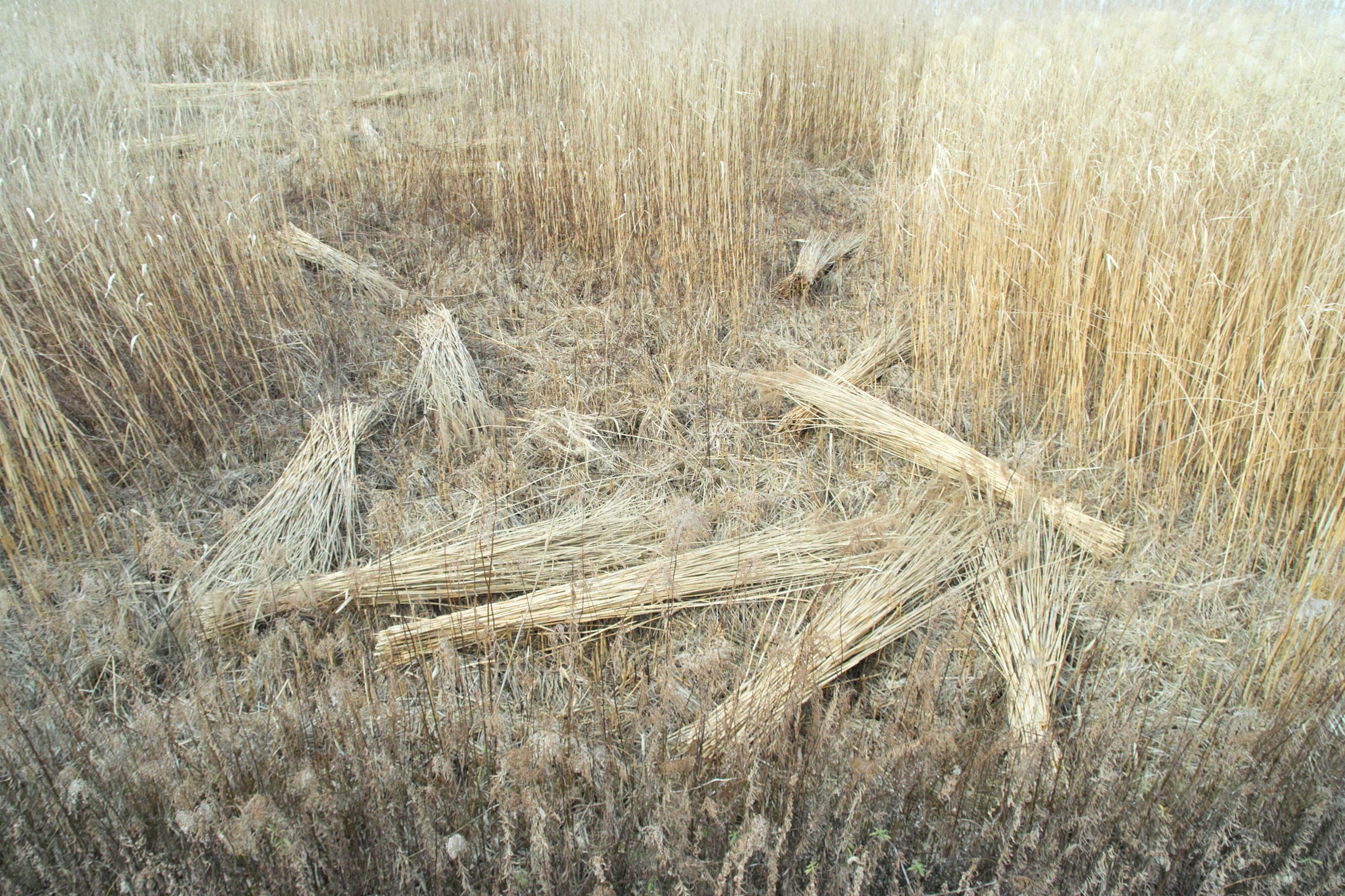 Trockene Wiese mit umgefallenen Stämmen und trockenem Gras