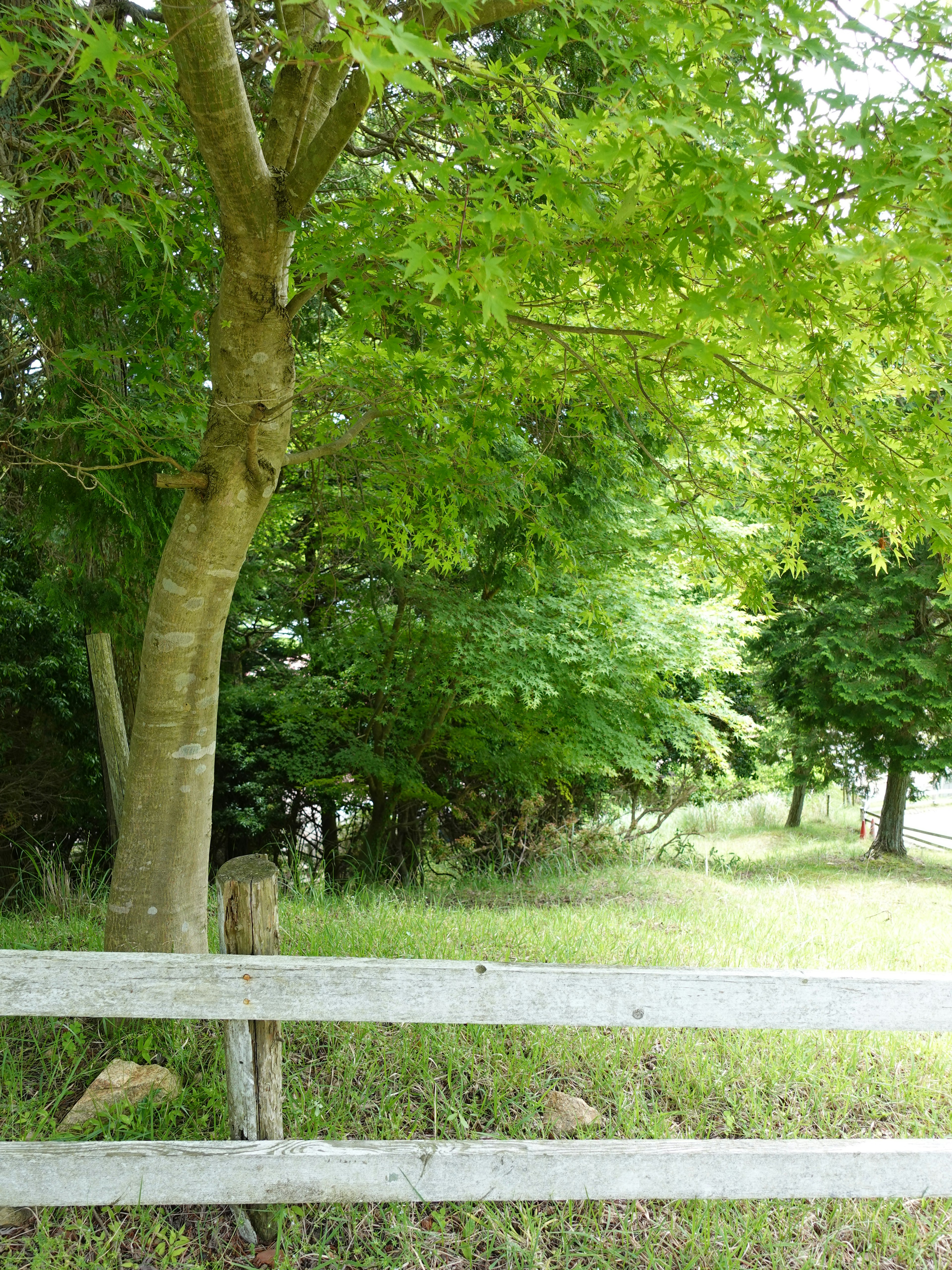 Alberi verdi rigogliosi con una recinzione bianca in un paesaggio sereno