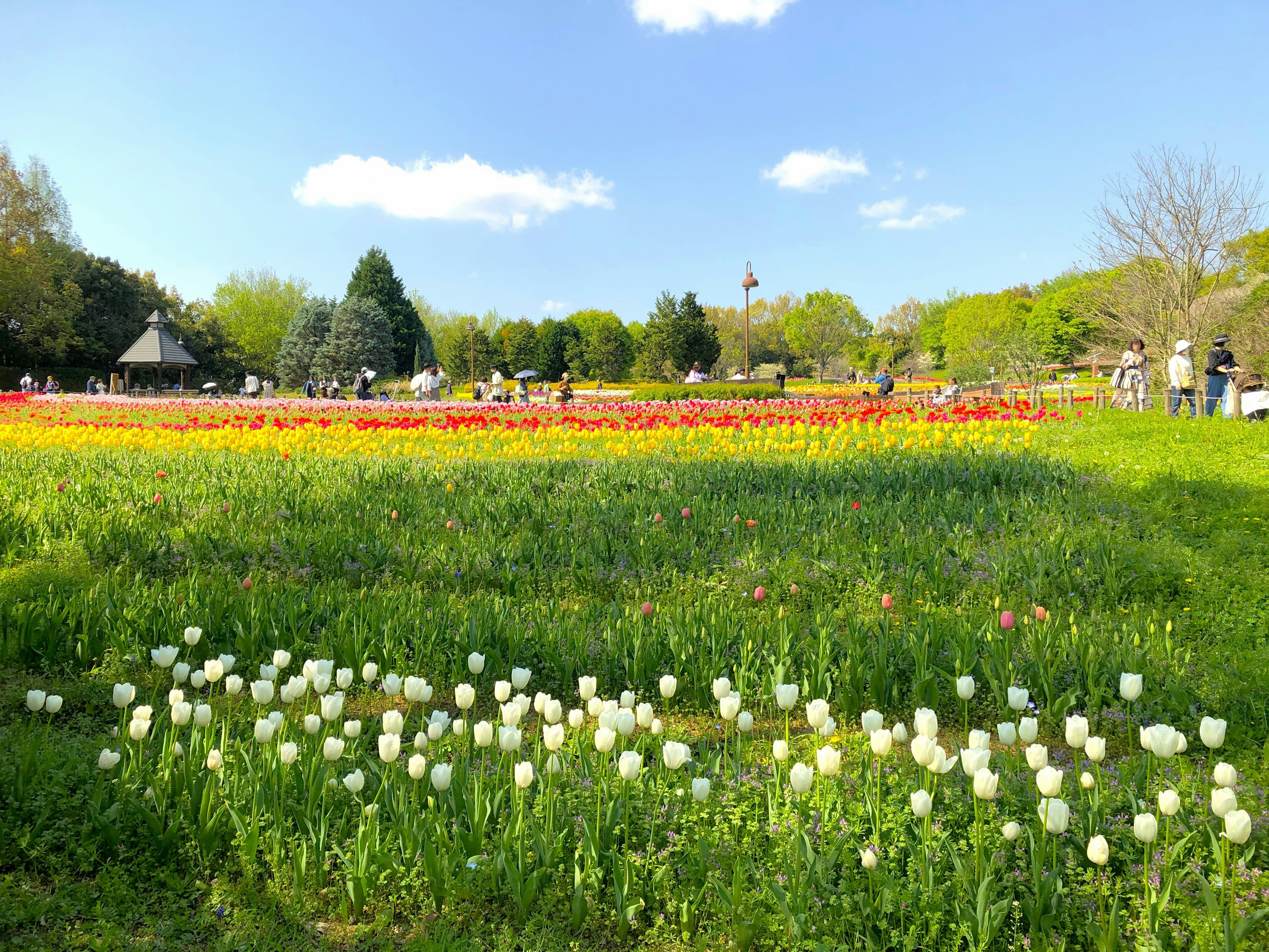 色彩繽紛的公園景象 盛開的彩色鬱金香 前景有白色鬱金香 人們在散步