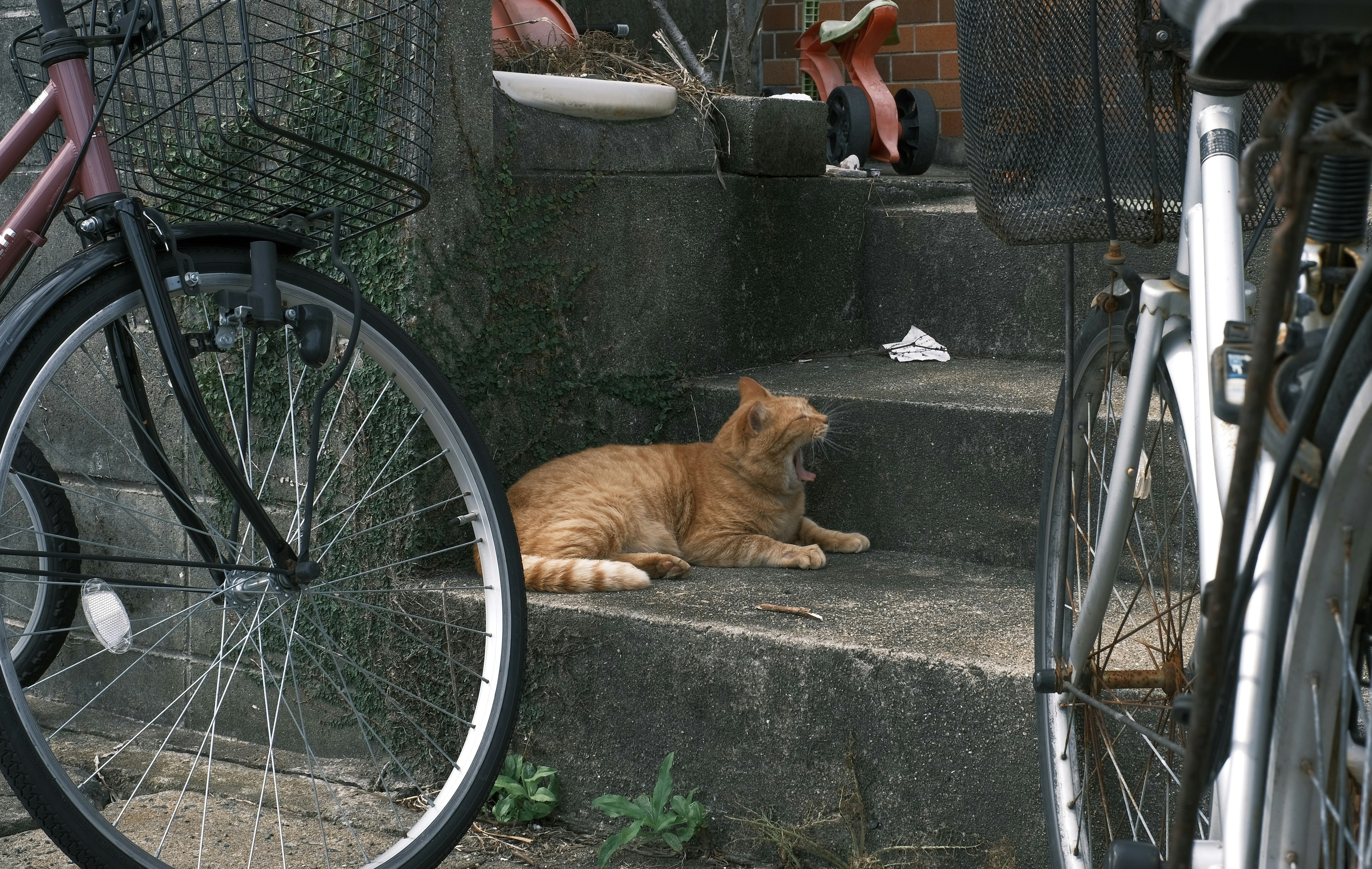 階段に横たわるオレンジ色の猫と自転車のシルエット