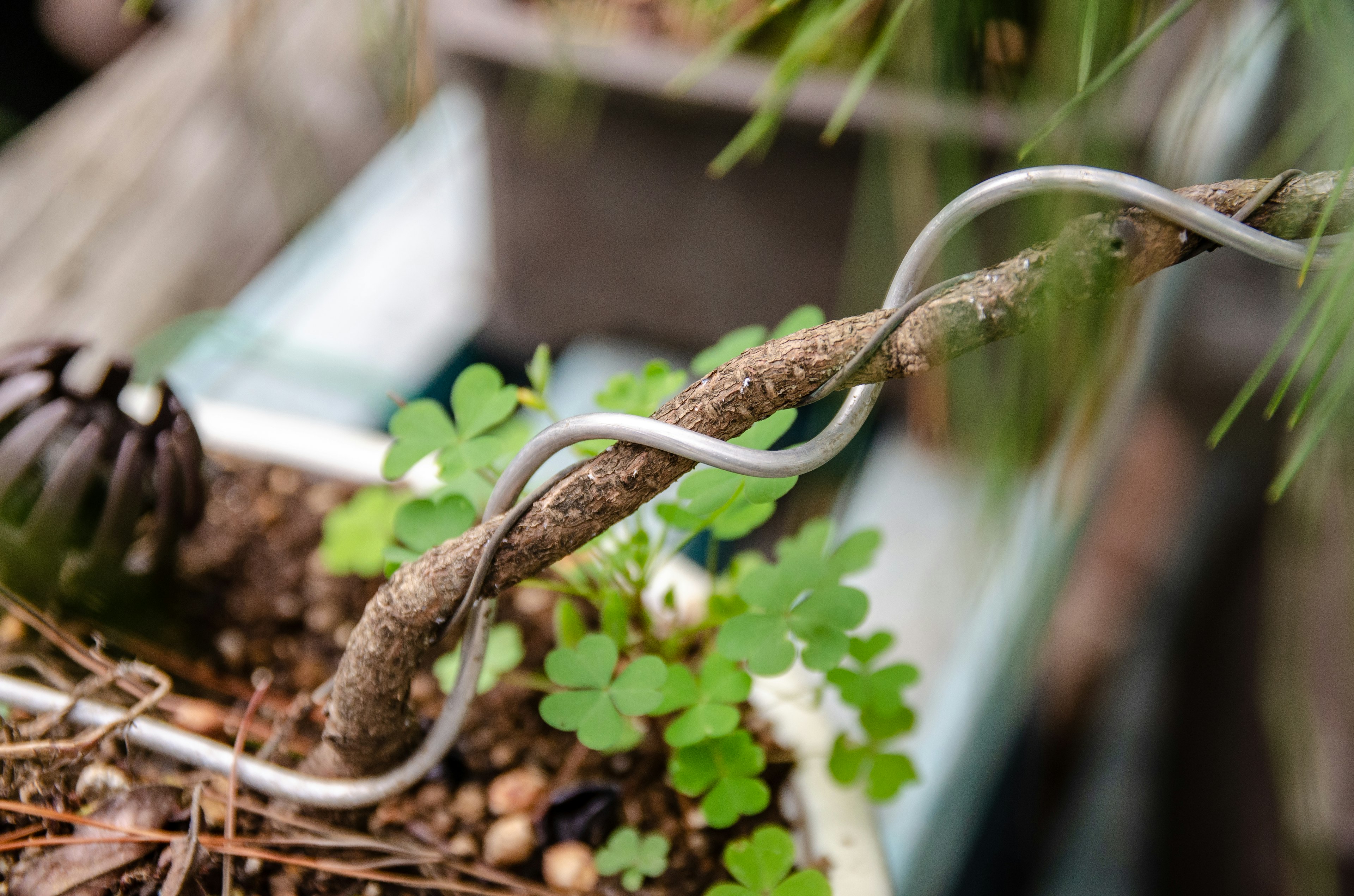 植物の鉢に絡まる金属のワイヤーと小さな緑の葉