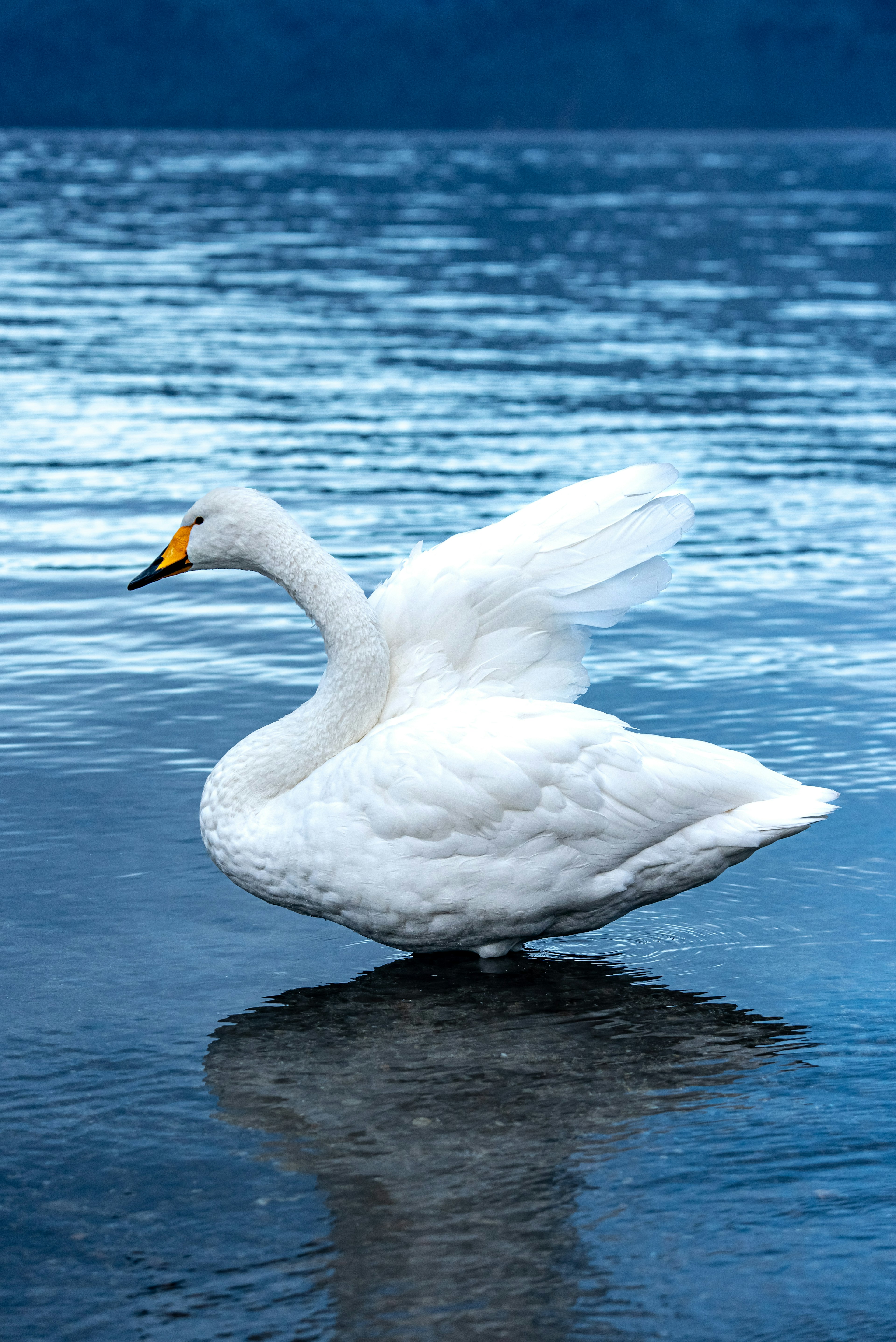 水面に映る白い白鳥が羽を広げている