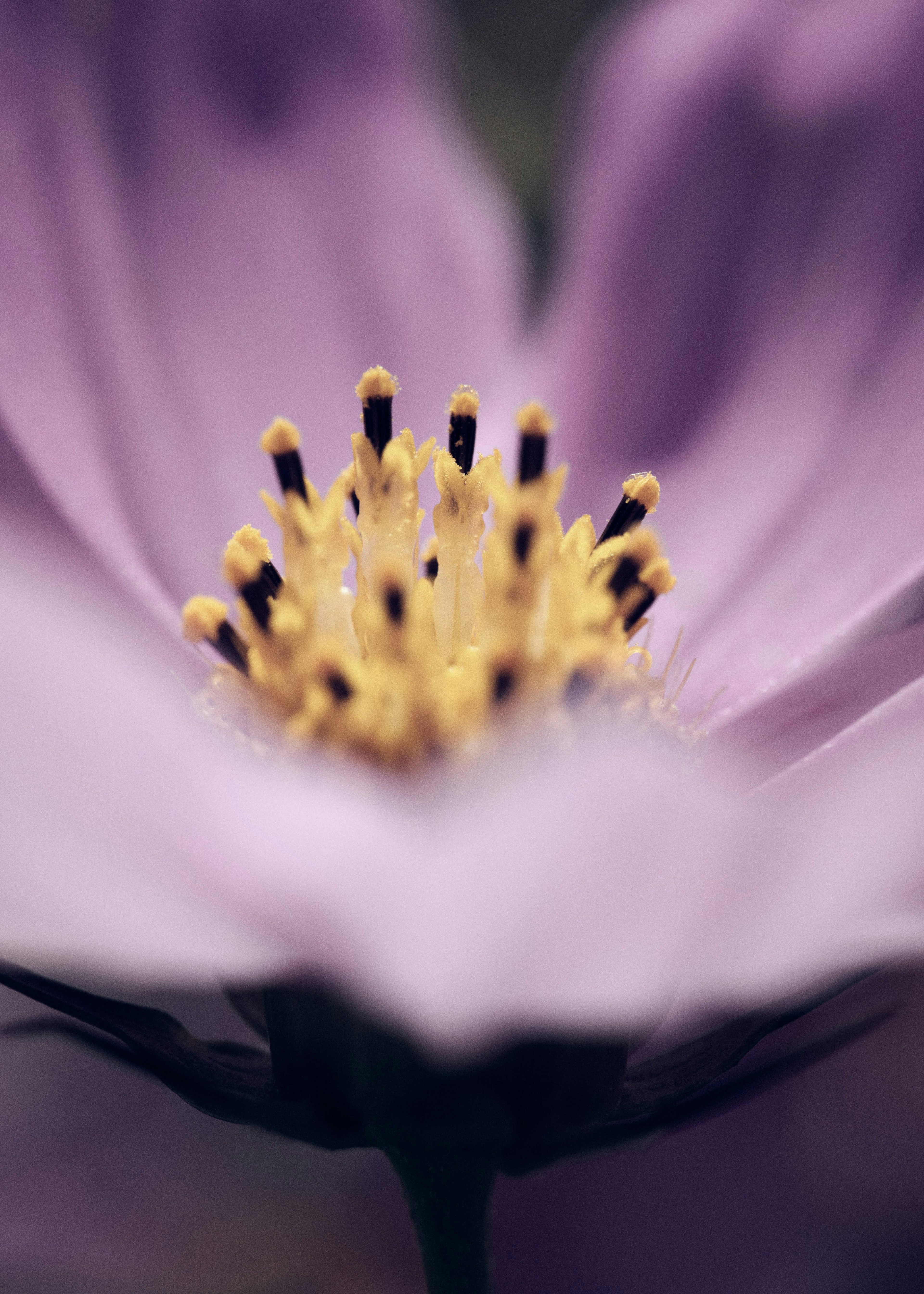 Gros plan d'une fleur violette avec des étamines jaunes au centre