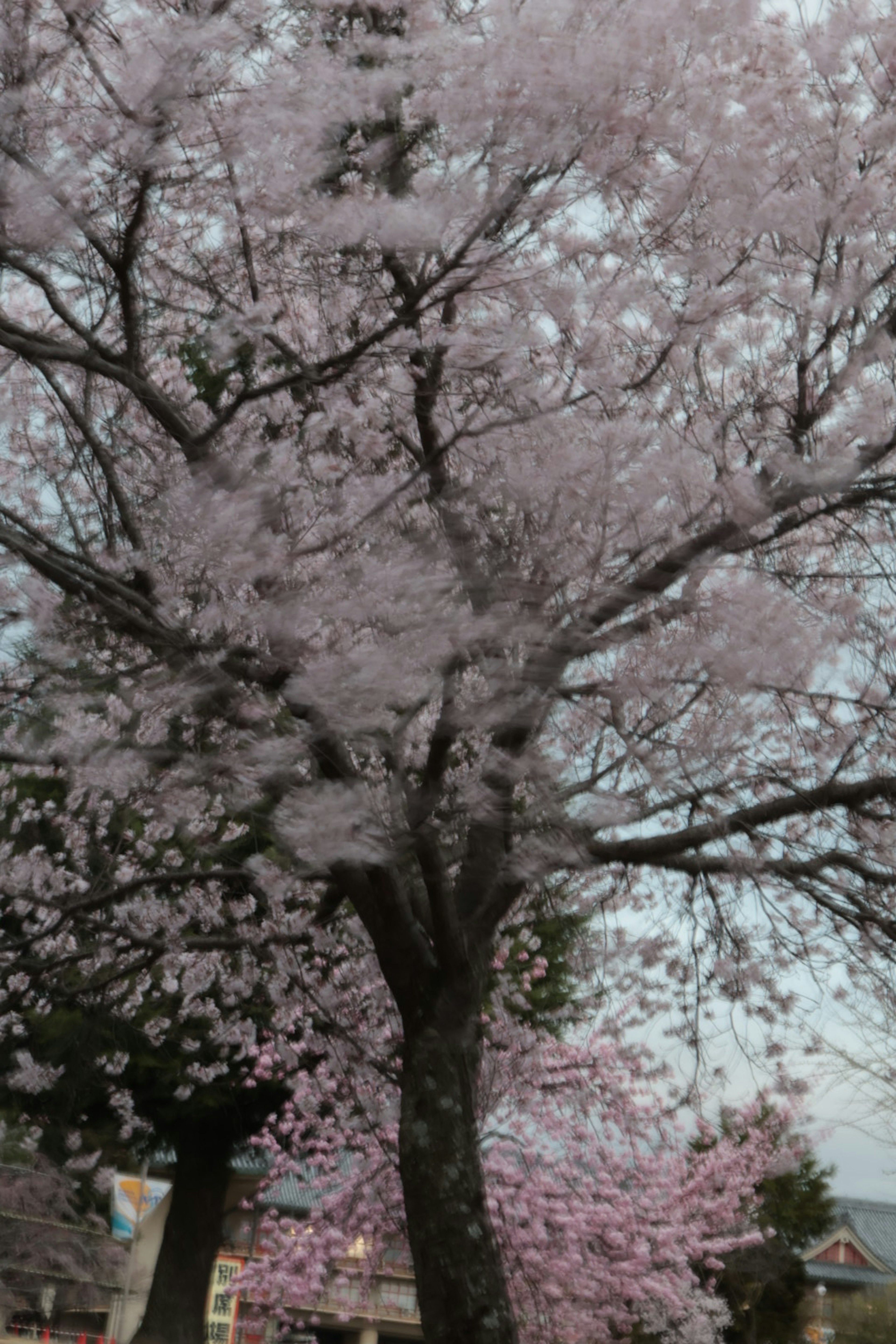 Albero di ciliegio in piena fioritura con fiori rosa