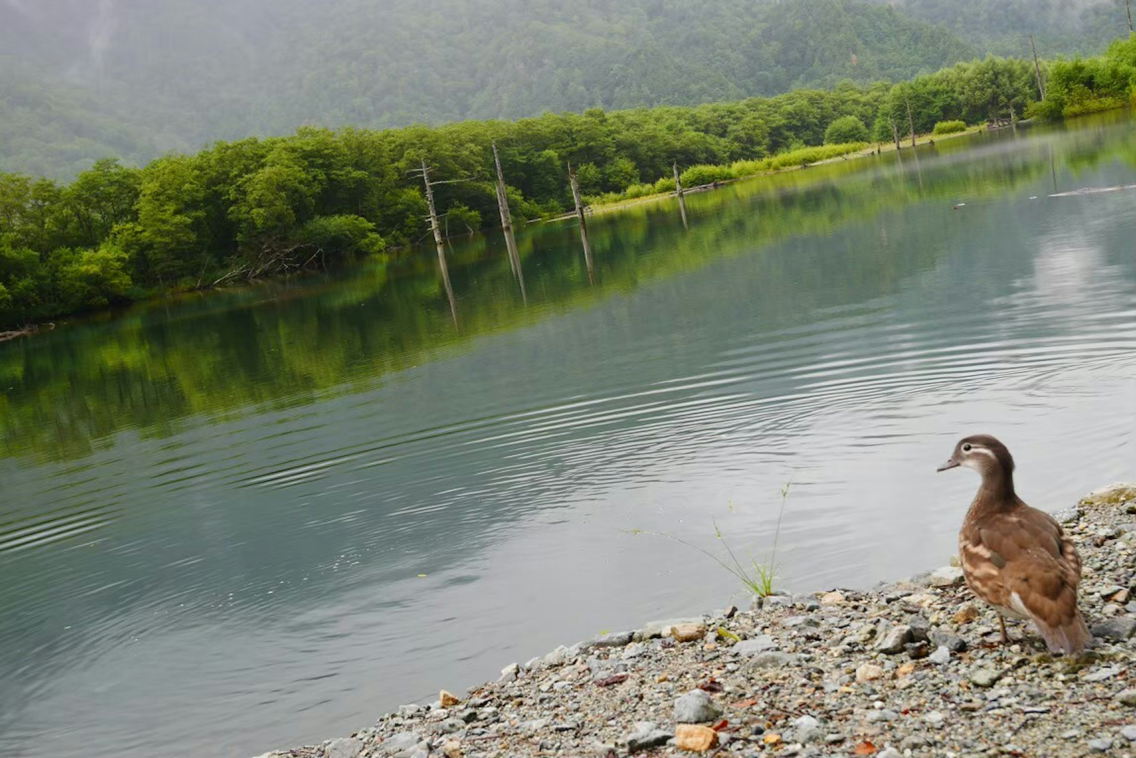 Uccello in piedi accanto a un lago tranquillo circondato da vegetazione e montagne