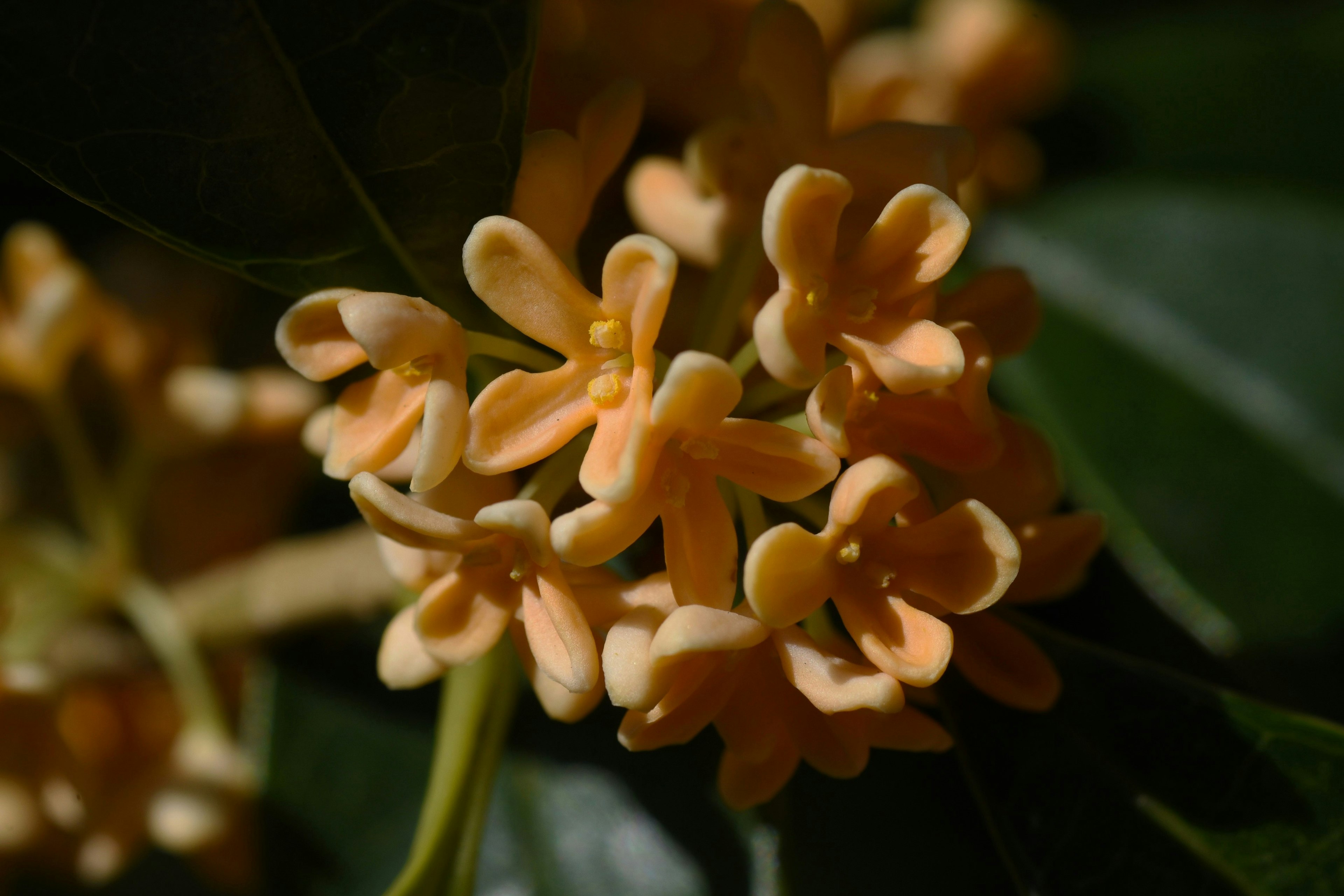 Close-up of orange flowers clustered on a plant with green leaves and a dark background