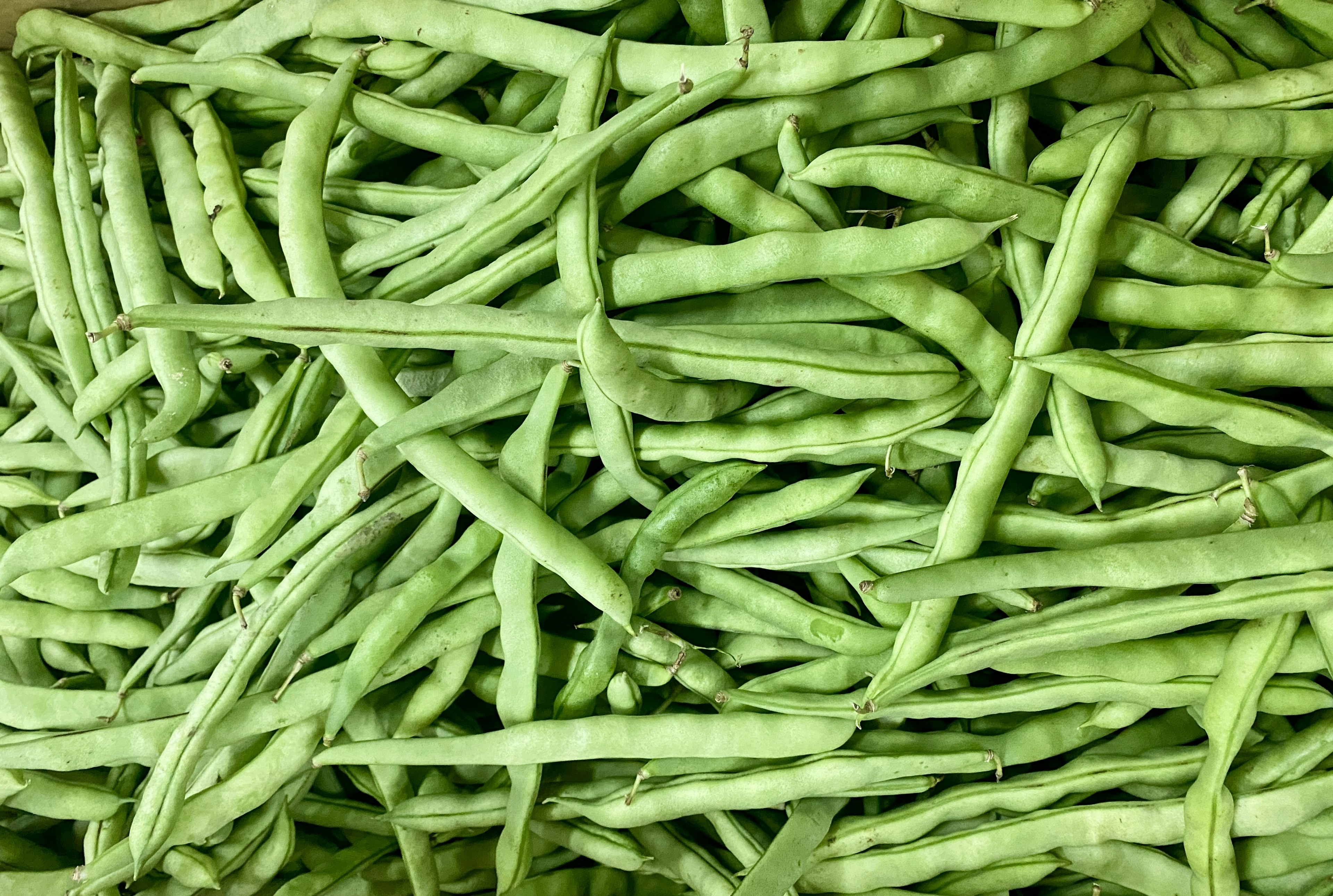 Des haricots verts frais empilés ensemble dans une présentation vibrante