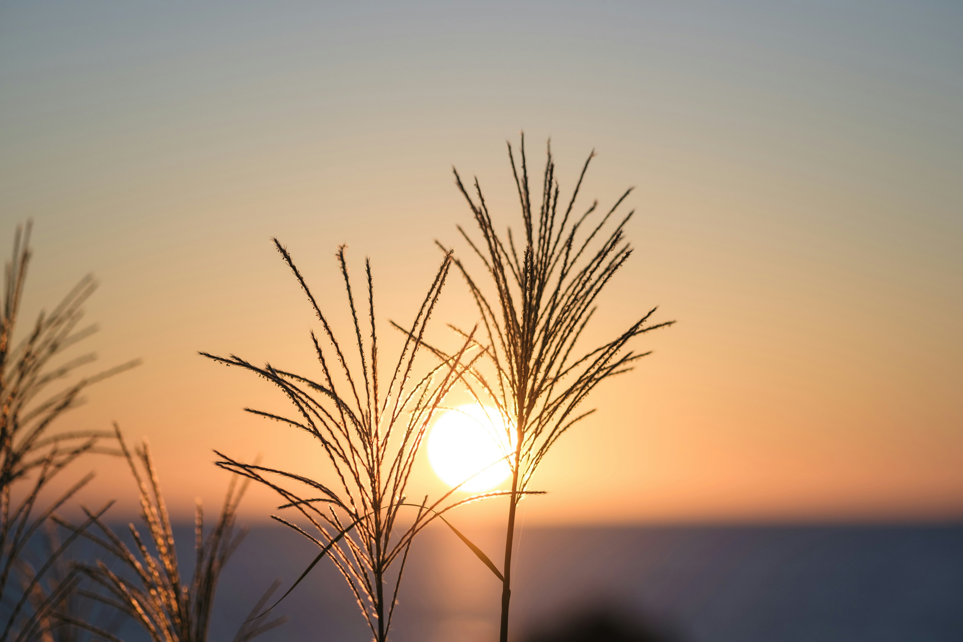 Nahaufnahme von Gras mit Ähren vor einem Sonnenuntergang