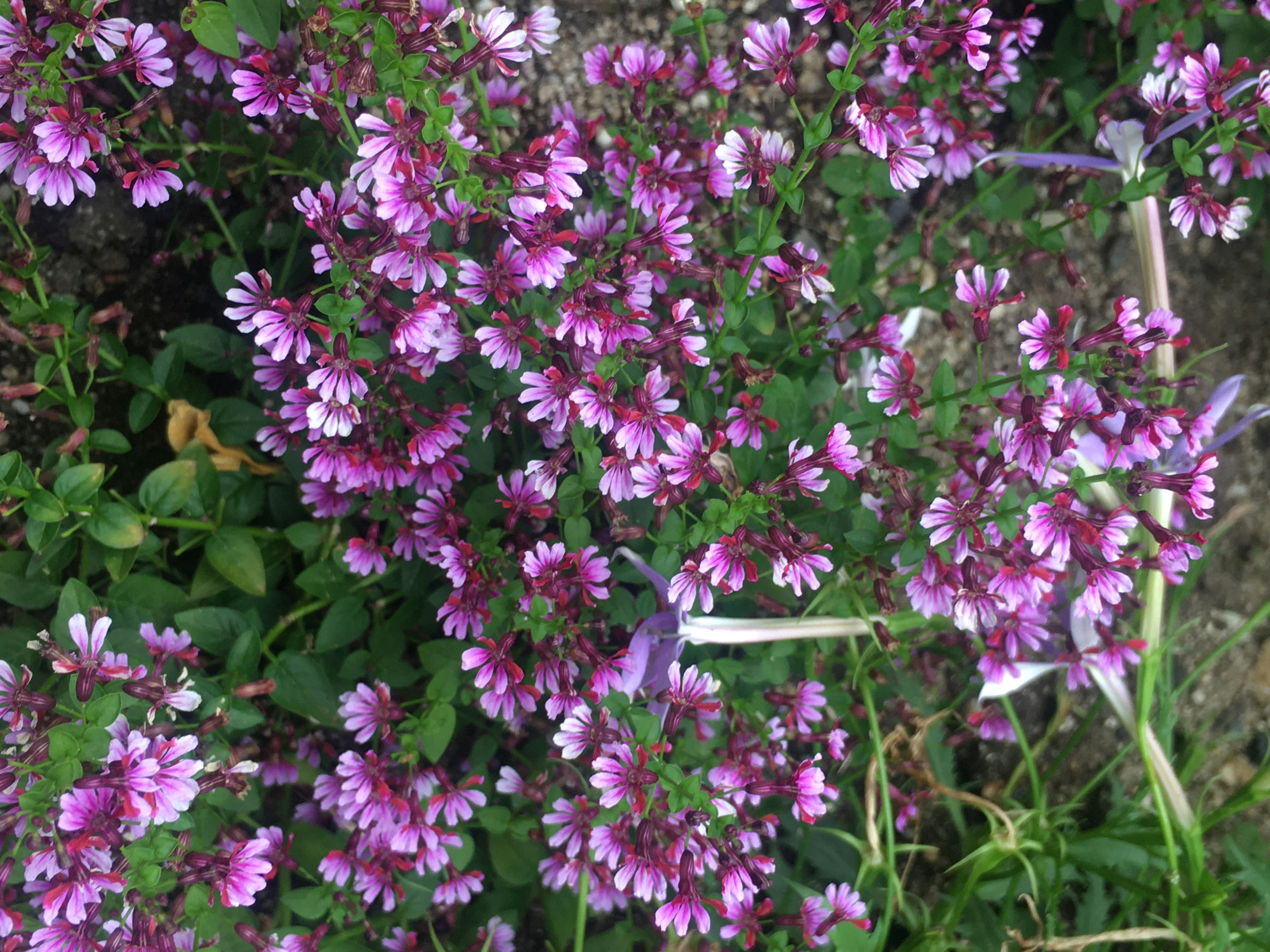 紫色の花が満開の植物のクローズアップ